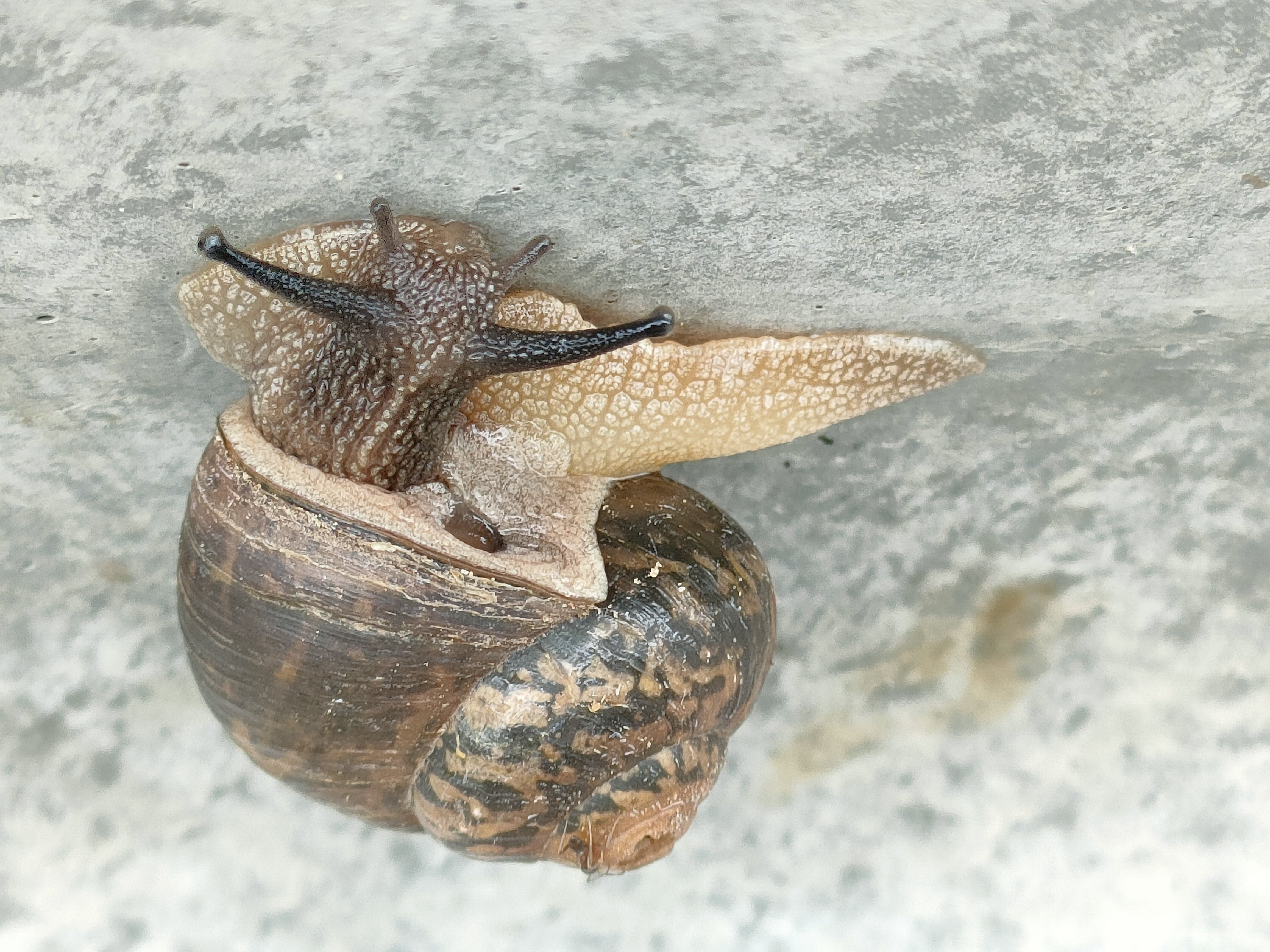 あまり見かけないカタツムリ｜月澄狸