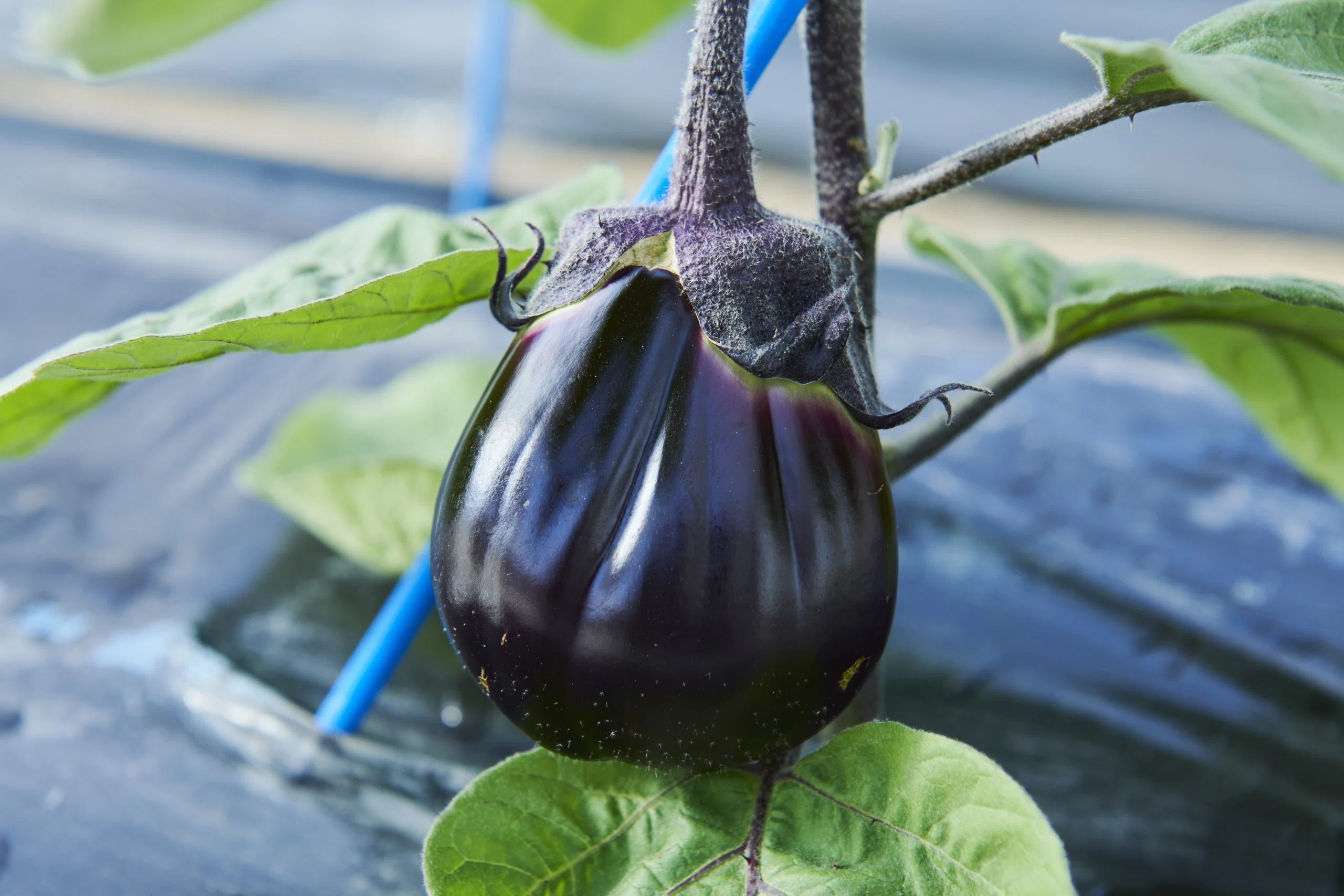 水なすの原種を復活させたい」なにわの伝統野菜を育てる農園の挑戦