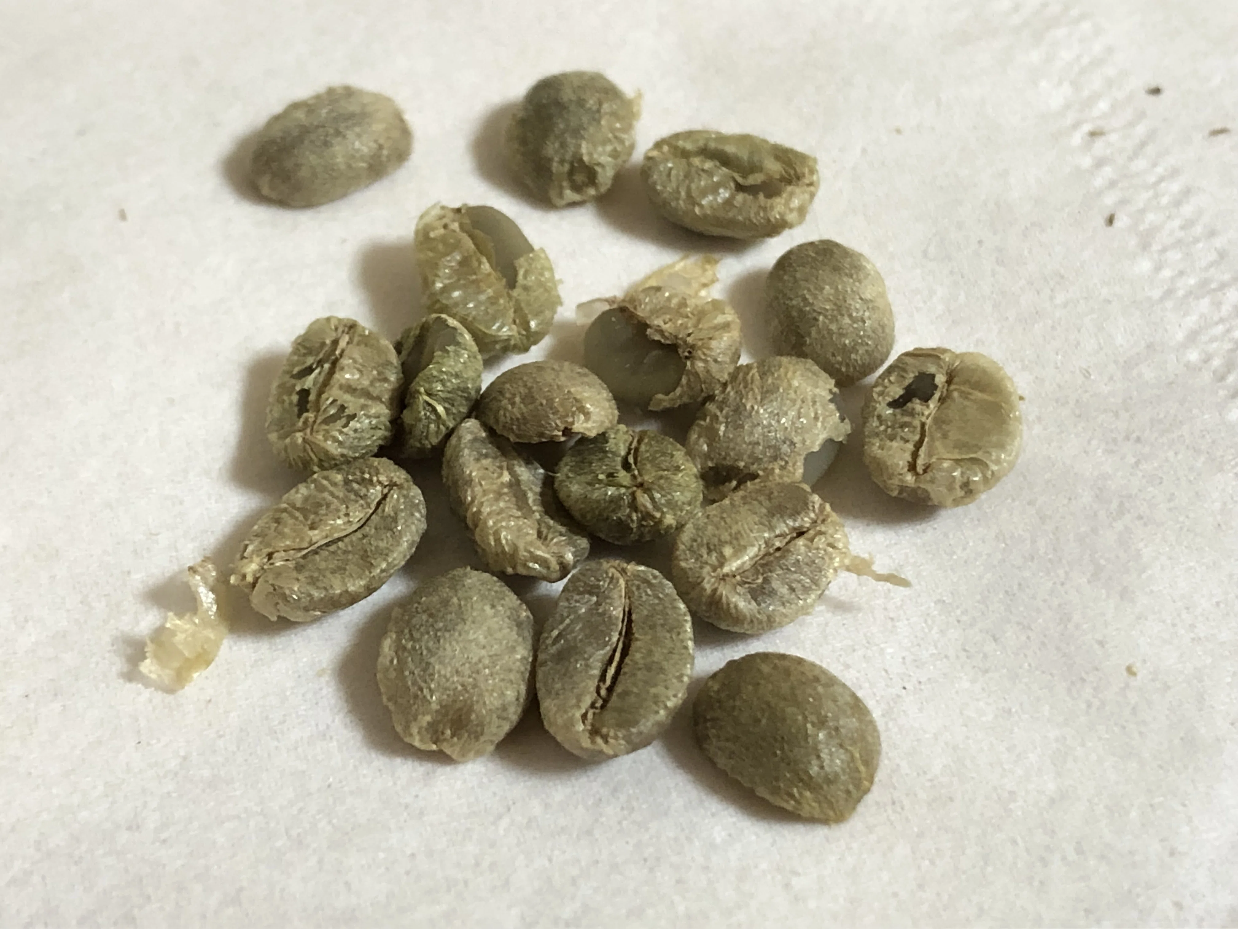 コーヒーの種を蒔いてみました。発芽を目指して育て始めます｜大島敬大
