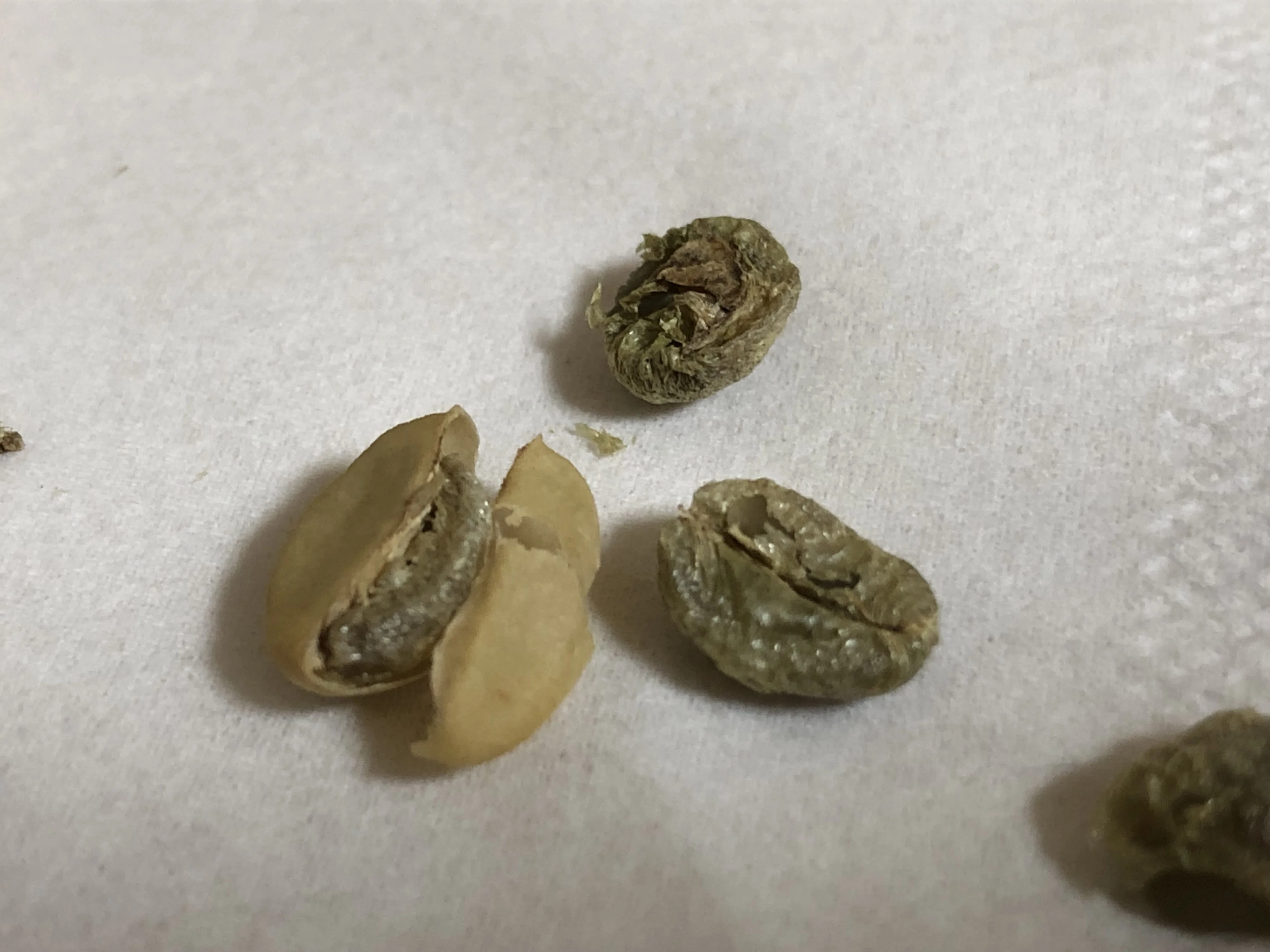 コーヒーの種を蒔いてみました。発芽を目指して育て始めます｜大島敬大
