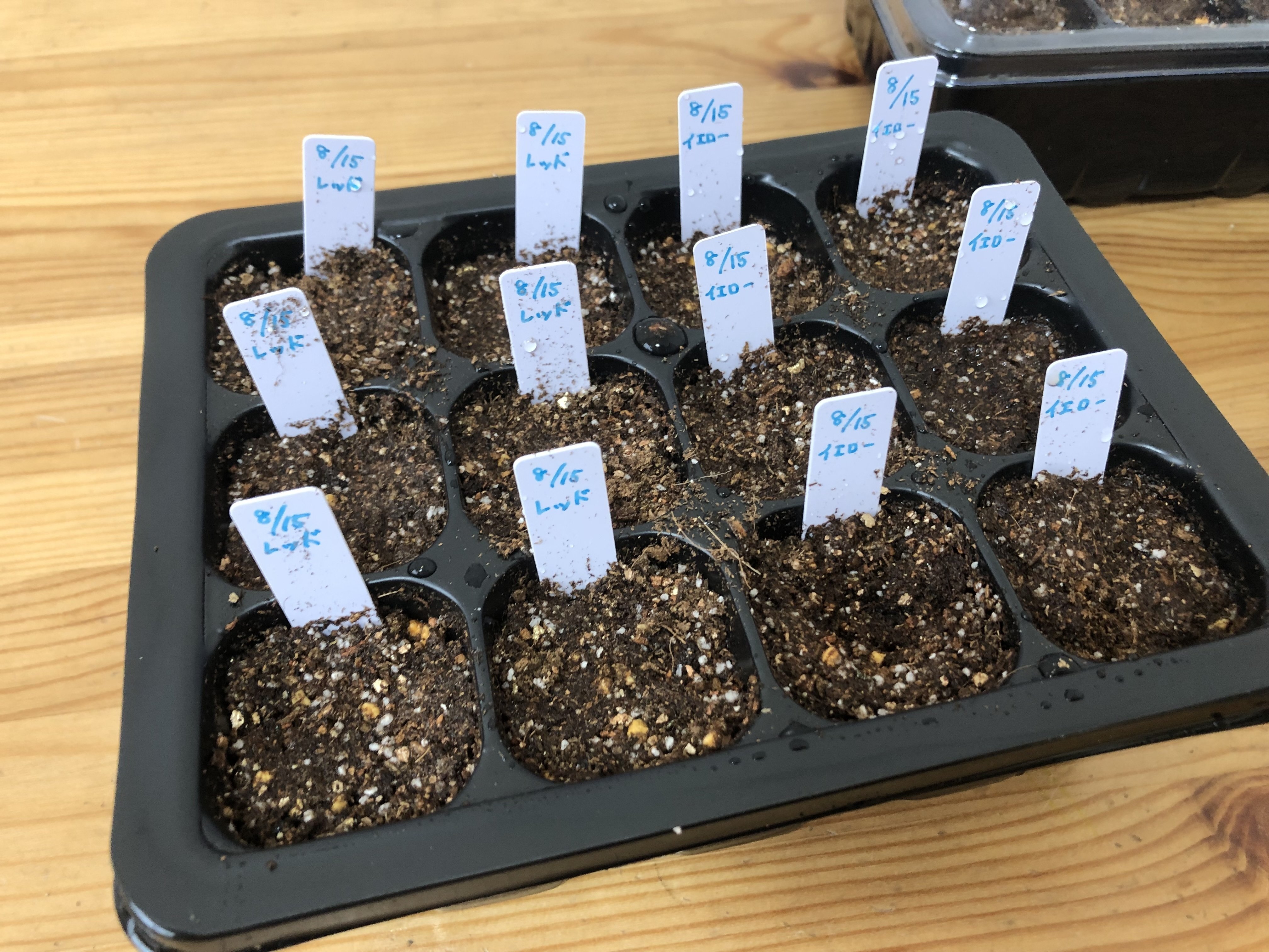 コーヒーの種を蒔いてみました。発芽を目指して育て始めます｜ぶぁんぶ