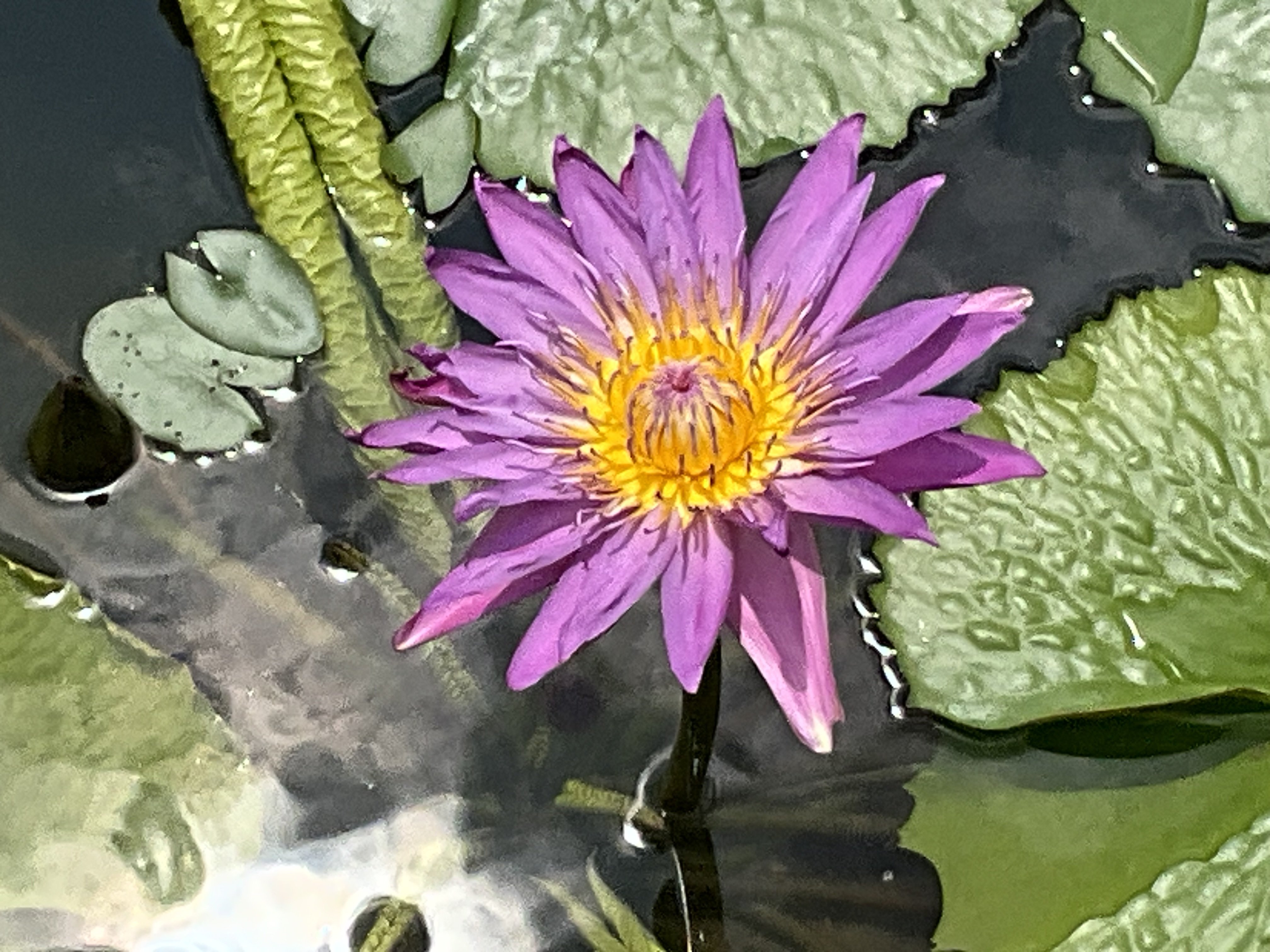 【中古】 ファンタジウムの花園で なずなの不思議な旅/集英社/一色みんと 京都府立植物園のスイレンとハス：2025年8月9日（土）｜藤井秀昭