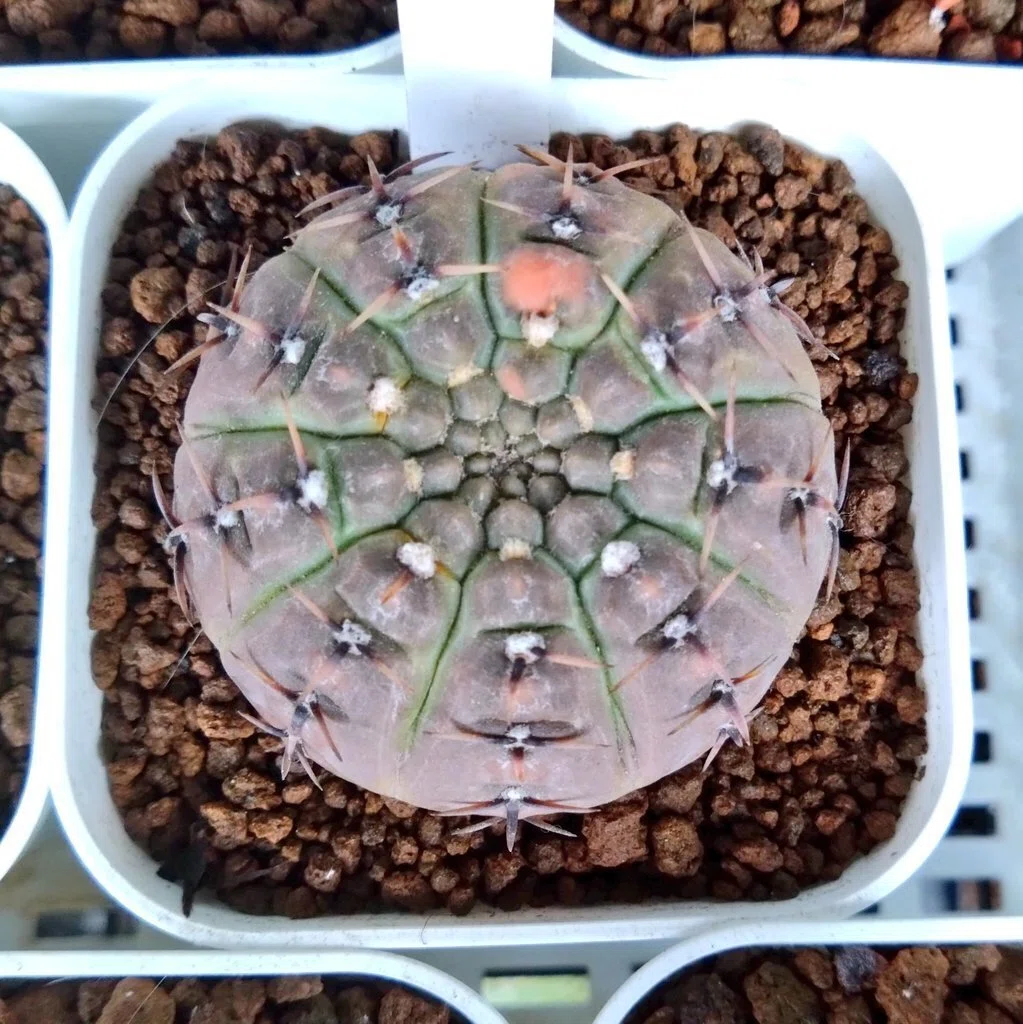 ☆奈研☆サボテン・多肉植物☆647☆怪竜丸錦 実生 Gymnocalycium