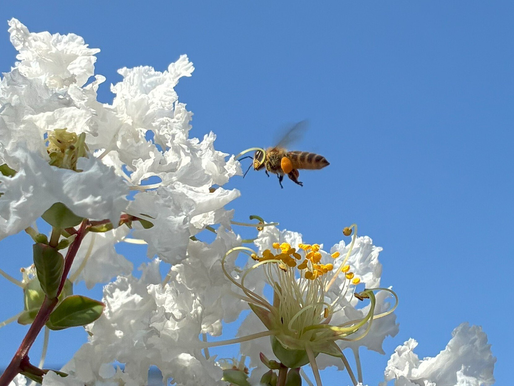 mitukiさま専用（原画）実りの花畑 ほか　8点おまとめ きめこみ特大・幸せの胡蝶蘭｜株式会社さくらほりきり