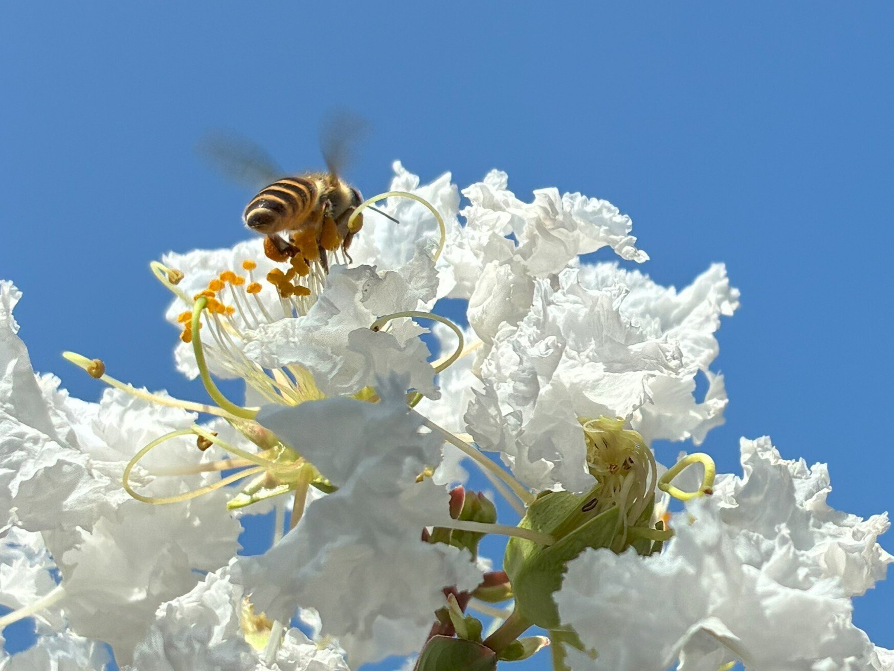 サルスベリの花にシマシマ模様のお客さん／青いお空でBOOM BOOM