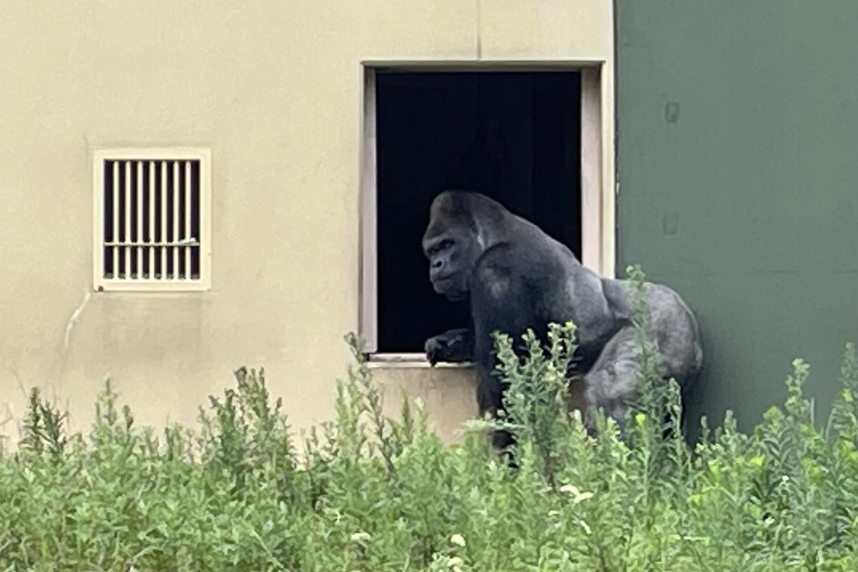 どっちかな⁉️シャバーニ・キヨマサの見分け方｜東山動物園のゴリラin
