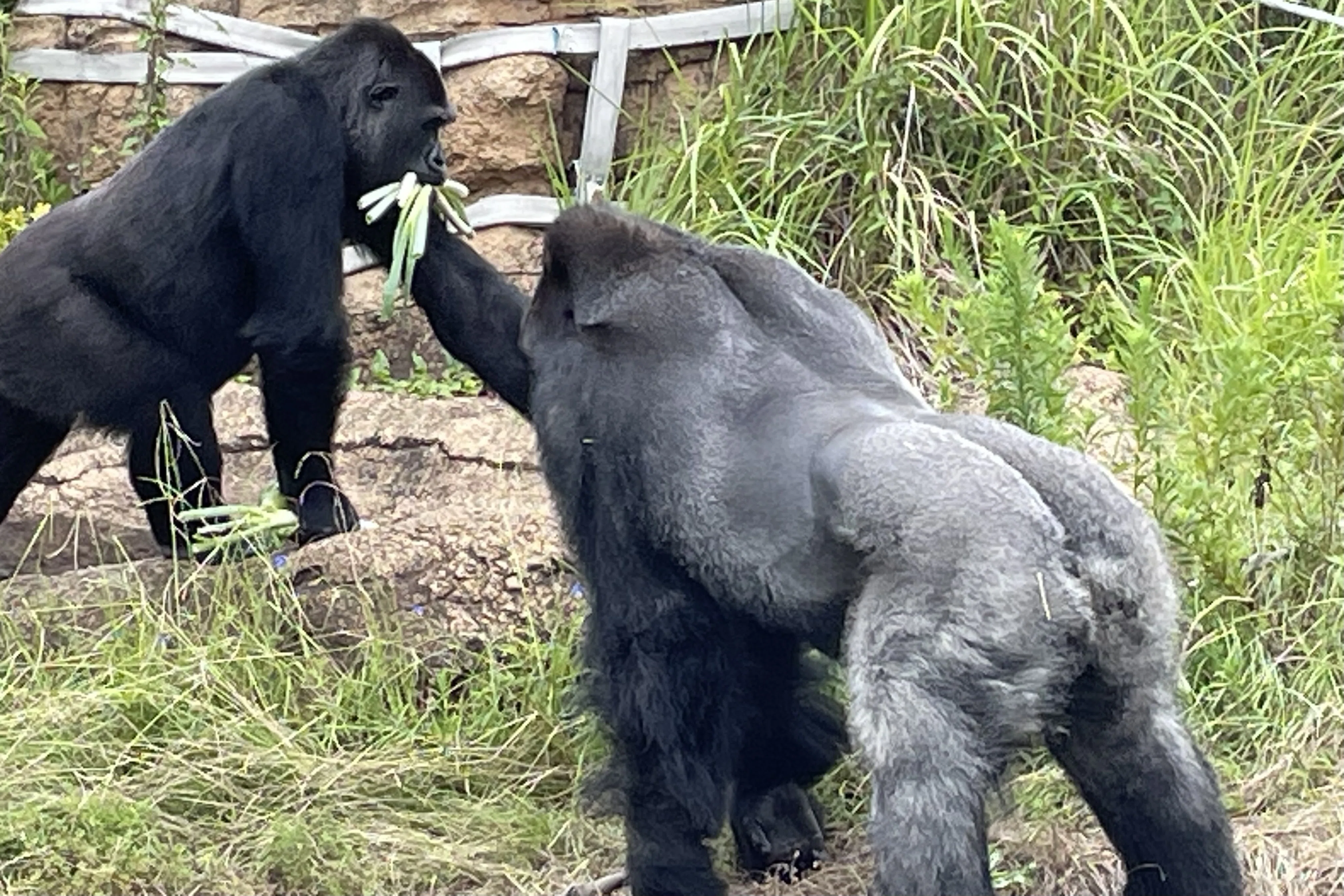 どっちかな⁉️シャバーニ・キヨマサの見分け方｜東山動物園のゴリラin