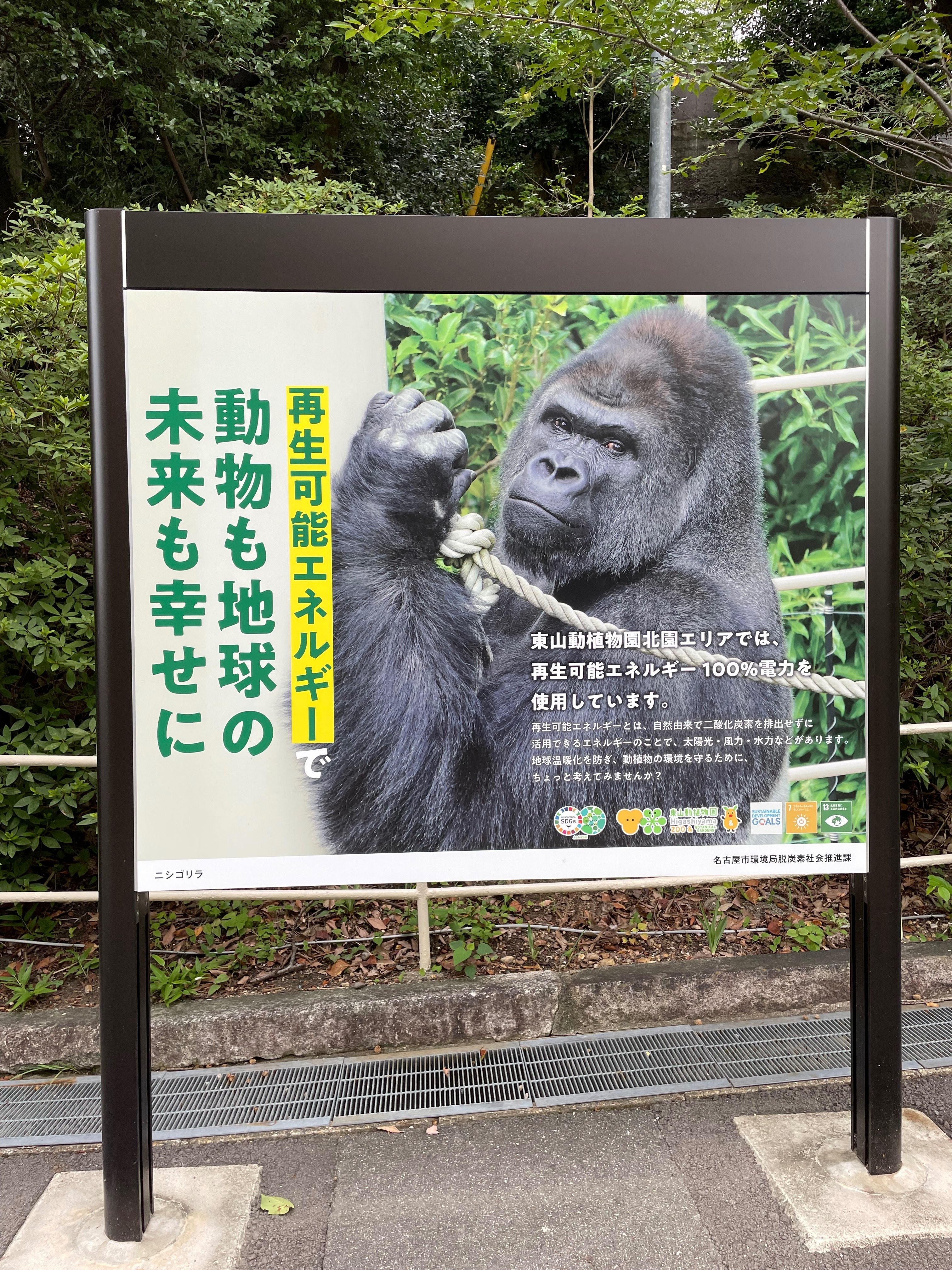 どっちかな⁉️シャバーニ・キヨマサの見分け方｜東山動物園のゴリラin