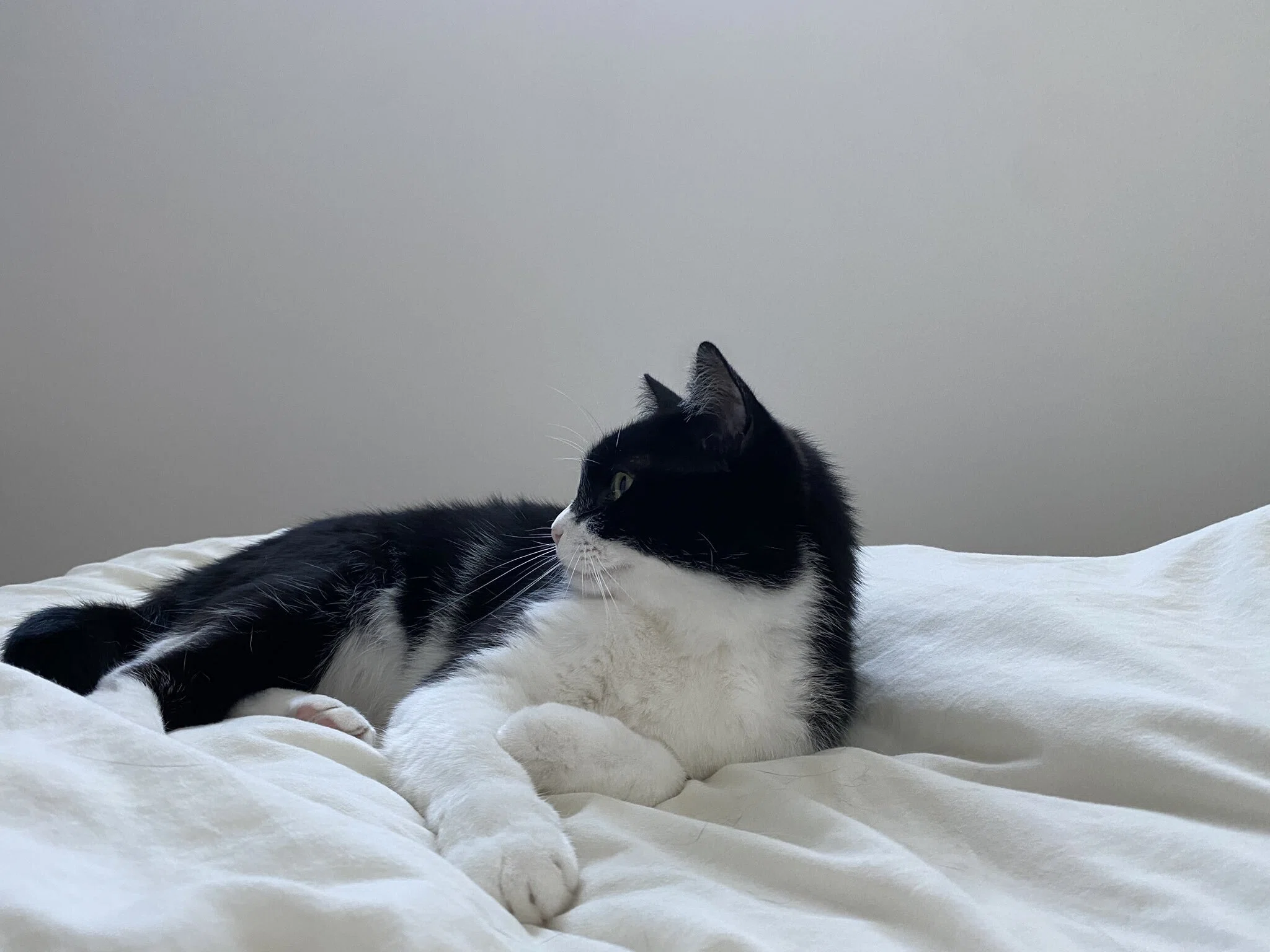 イタズラして「布団でくるむ刑」に処された猫ちゃん、お仕置きのわりに