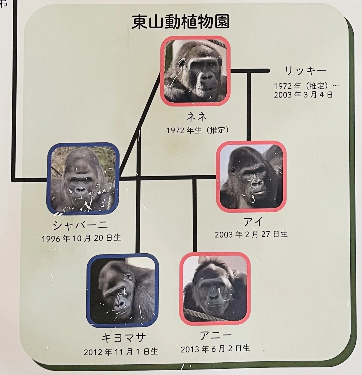 シャバーニ様オーダページ どっちかな⁉️シャバーニ・キヨマサの見分け方｜東山動物園のゴリラin
