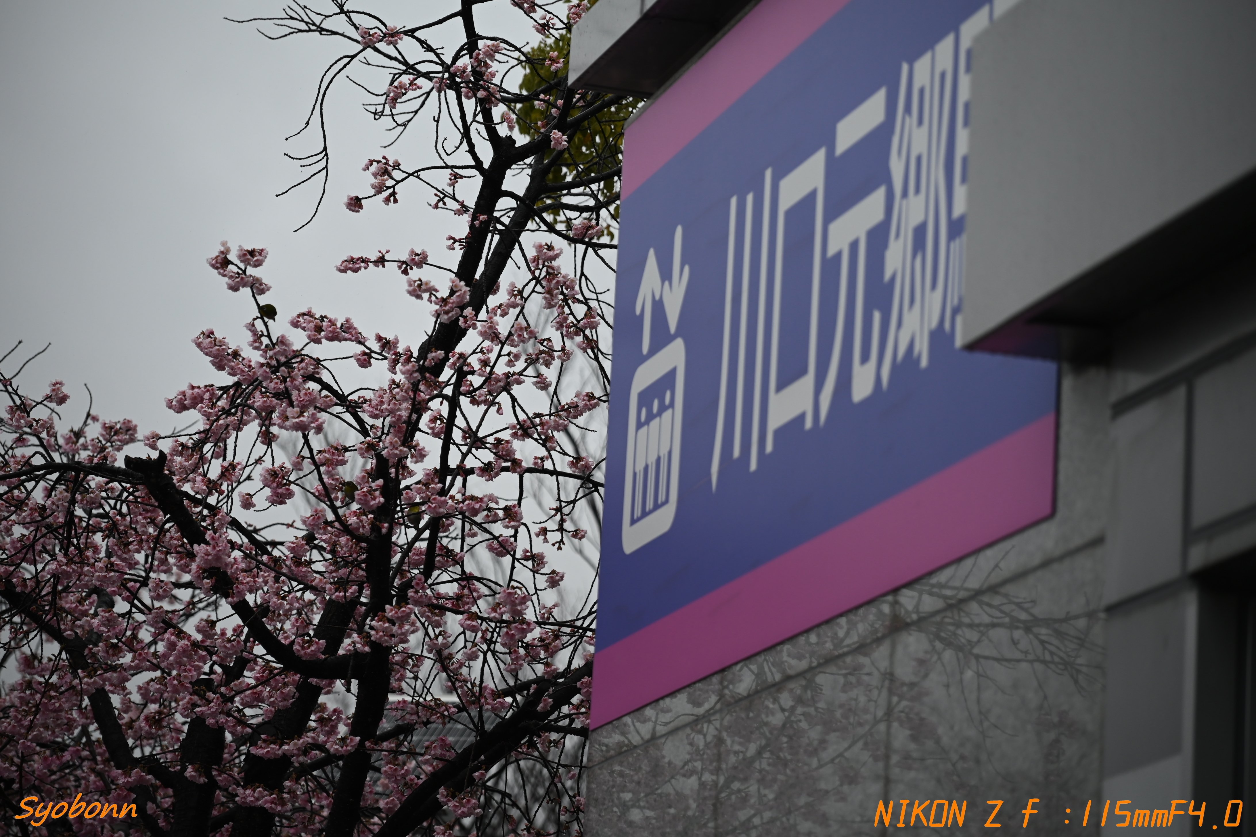 雨の安行桜 #140_2503｜(´・ω・｀)
