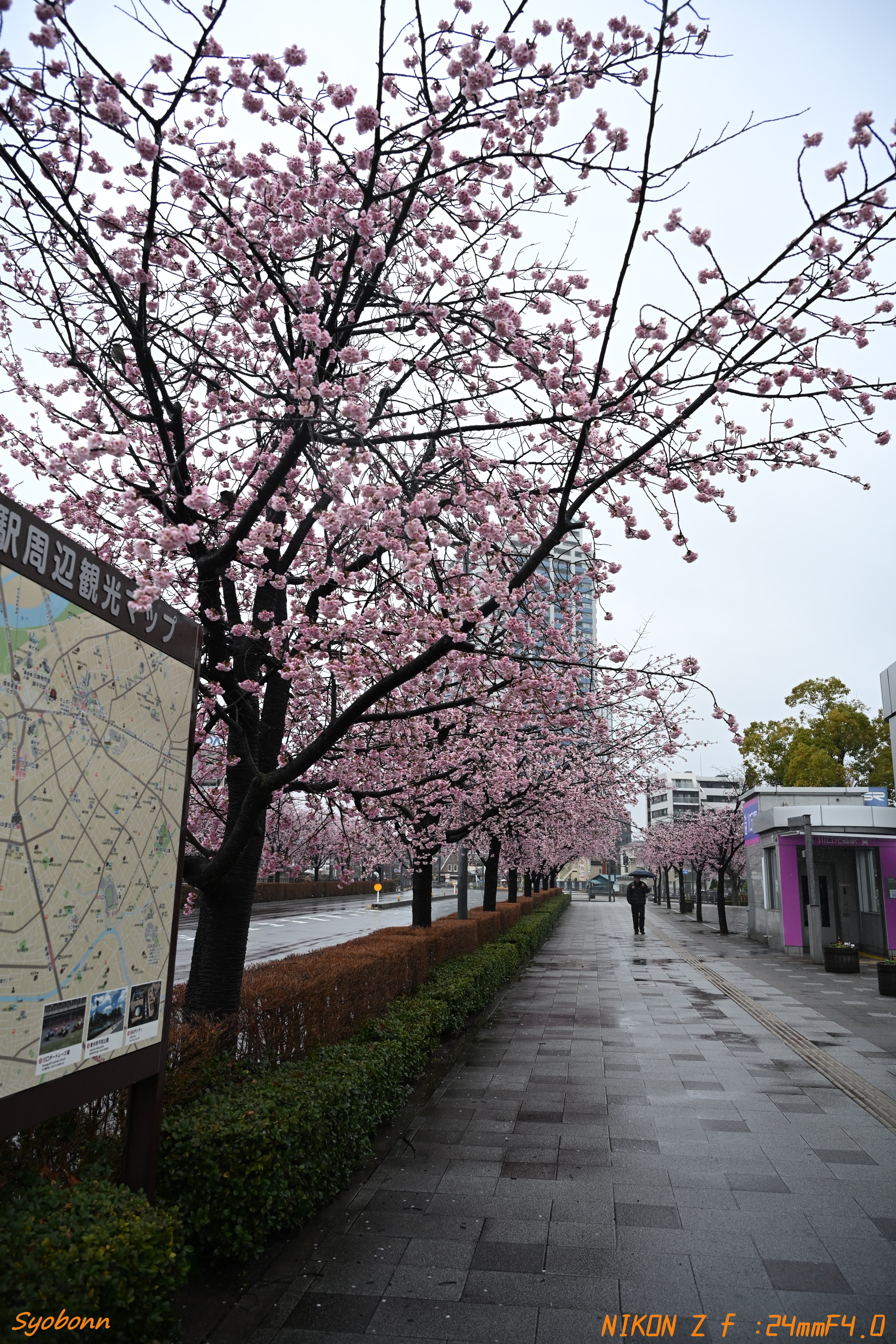 雨の安行桜 #140_2503｜(´・ω・｀)