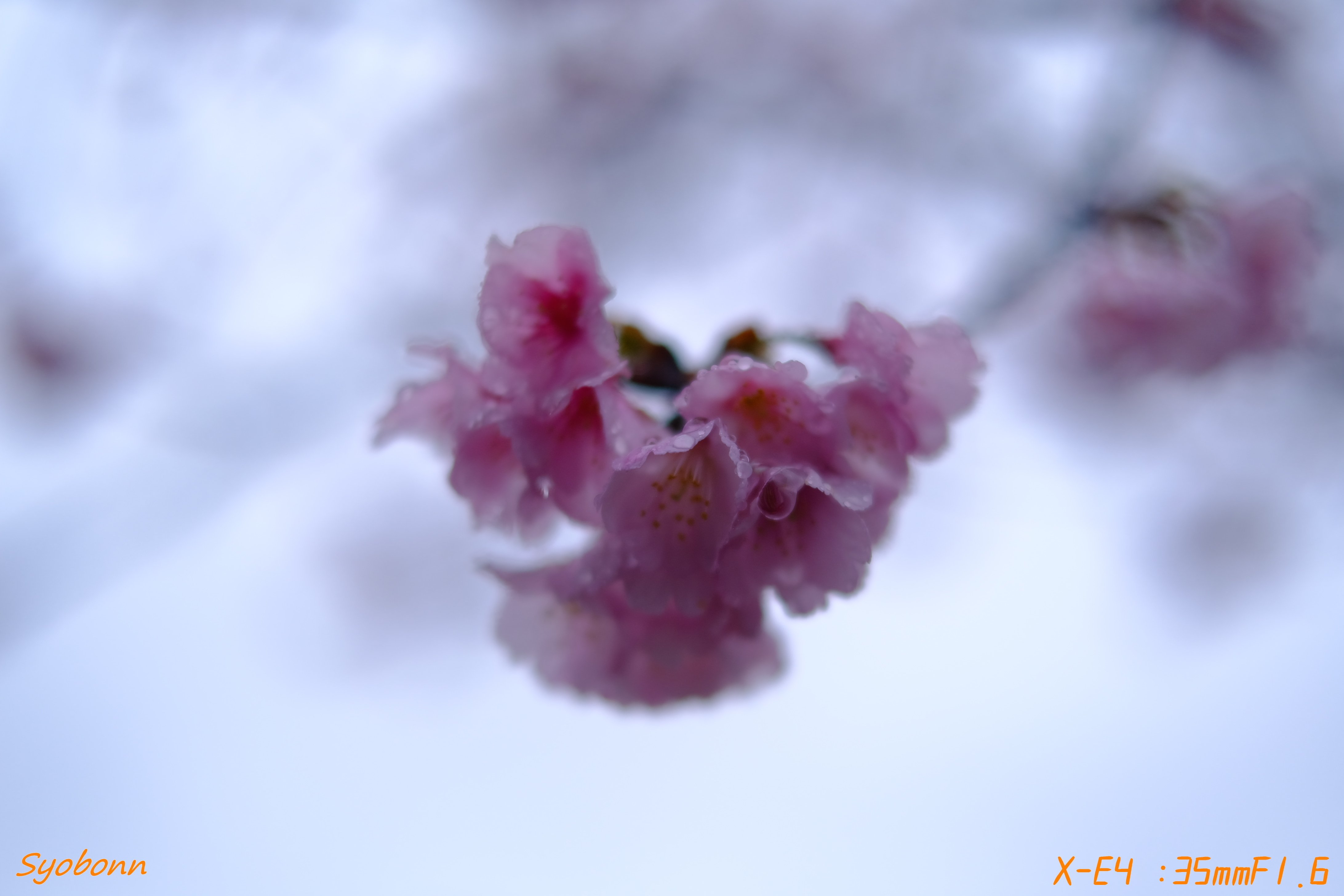 雨の安行桜 #140_2503｜(´・ω・｀)