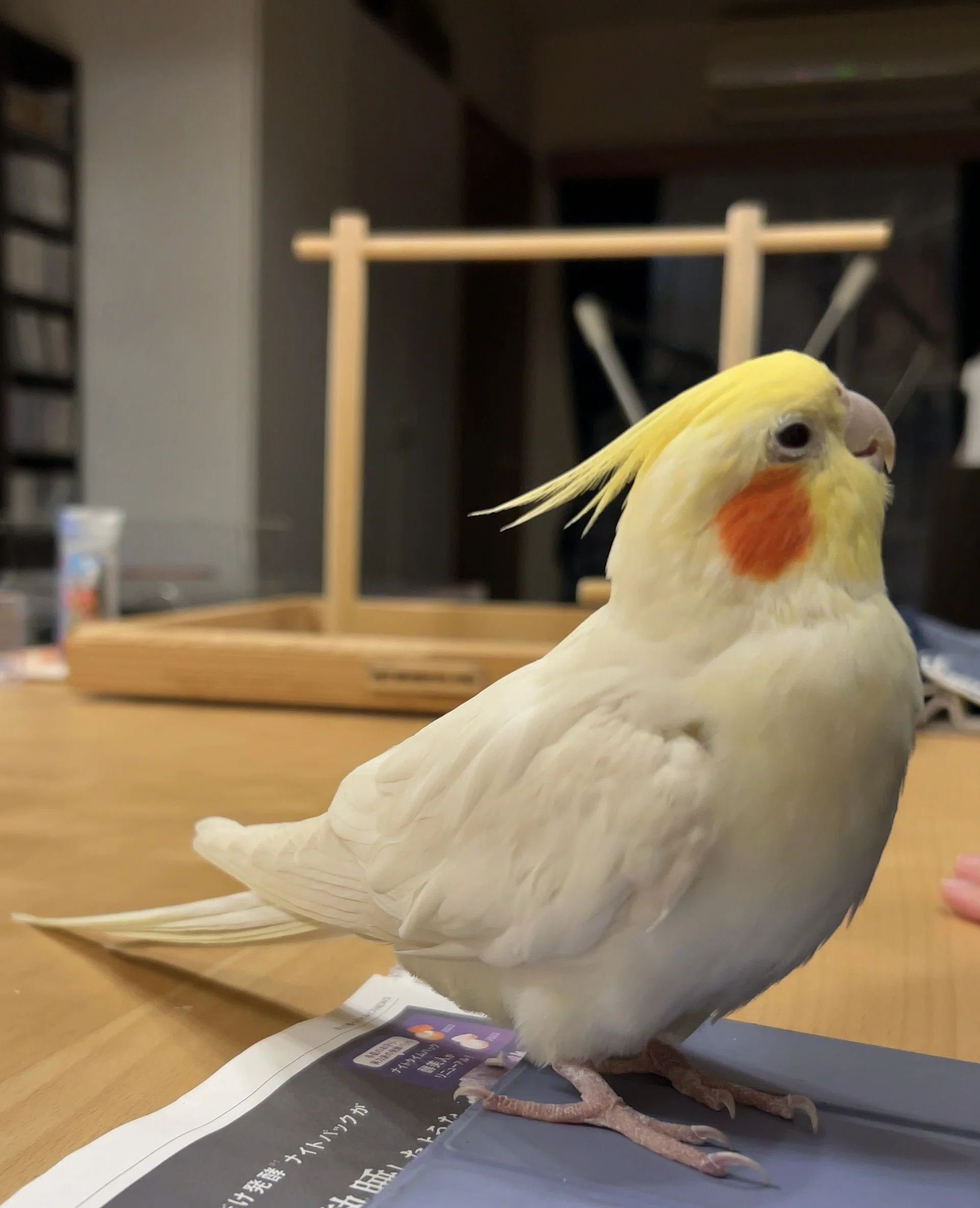 親バカ注意）オカメインコのあまのじゃく行動を見て、その知能の高さに