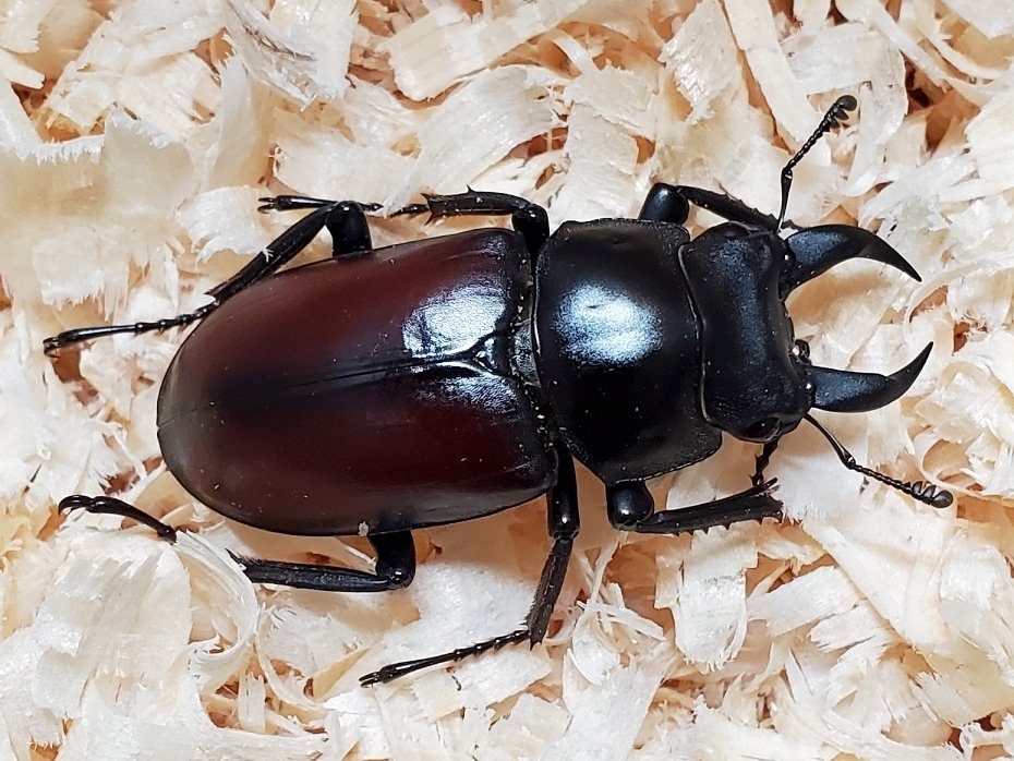 ラティオキナティブス+ドンキエル原名亜種(赤ドンキ) 各種2令ペア(4頭）