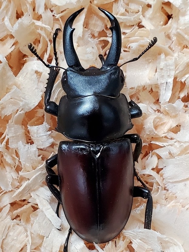 ドンキエルコクワガタ・原名亜種の飼育記録【2022～2024】｜AKECHI