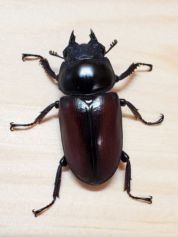 ドンキエルコクワ 後食済ペア ♂48.5㎜ ♀37.8㎜ ドンキエルコクワガタ