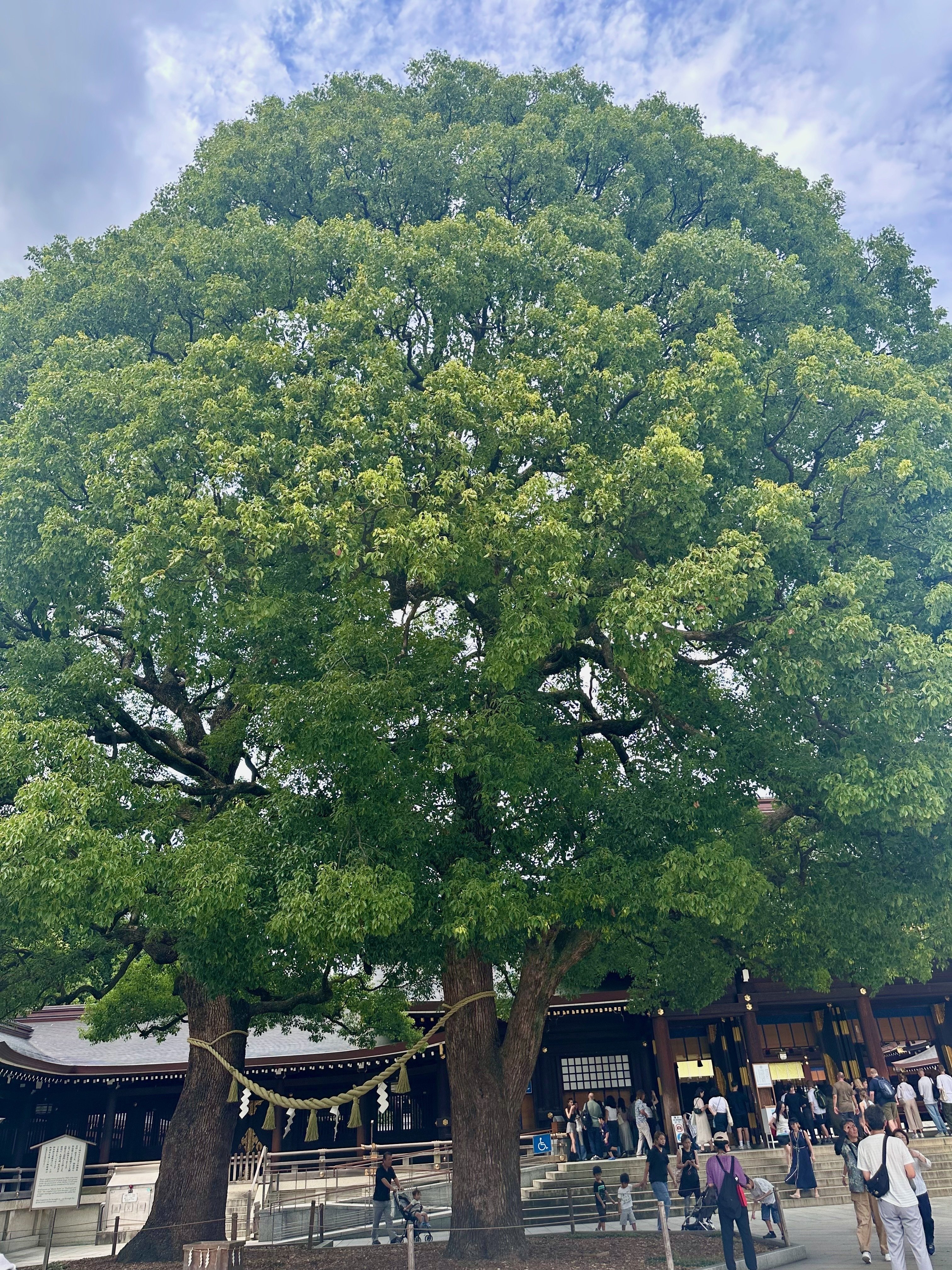 トトロも住んでいるクスノキ（楠）の恩恵｜ichirin