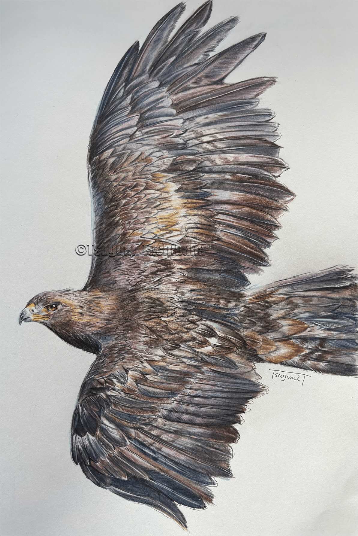 油絵　専用　変わった鳥とわんこの出会い　つばめさんも一緒　他計2枚セット 油絵 専用 変わった鳥とわんこの出会い つばめさんも一緒 他計2