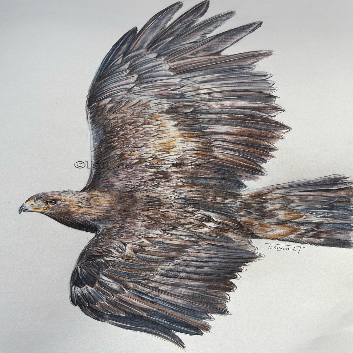 鳥の絵を載せるだけの日 29｜橘鶫TachibanaTsugumi