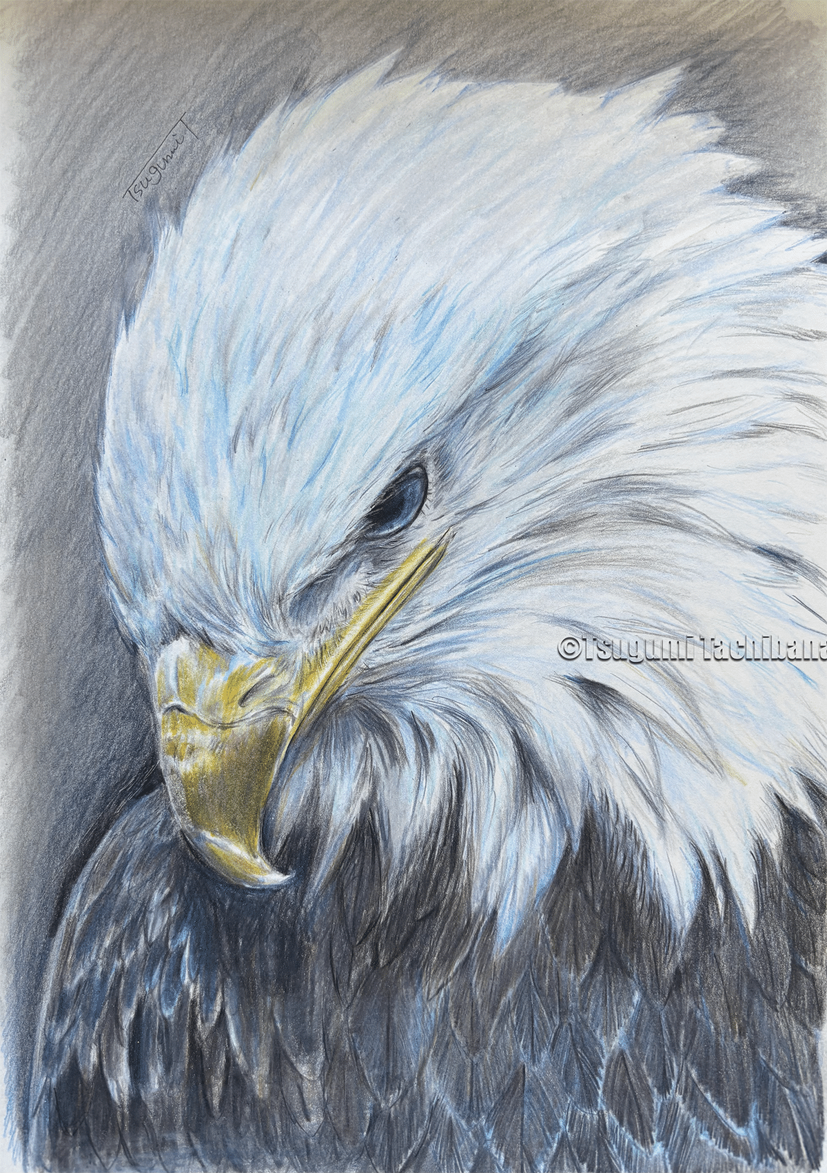 鳥の絵画 Amazon.co.jp: 竹内栖鳳 蹴合 F6号 高精彩工芸画 手彩補色 複製