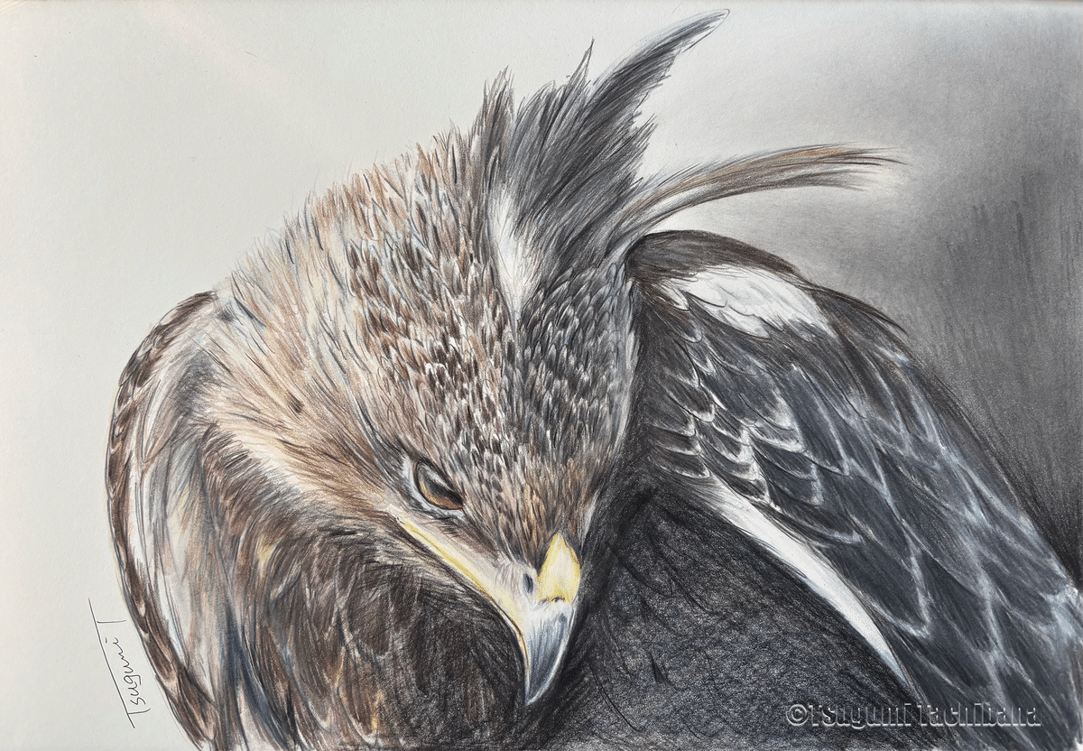 鳥の絵を載せるだけの日 29｜橘鶫TachibanaTsugumi