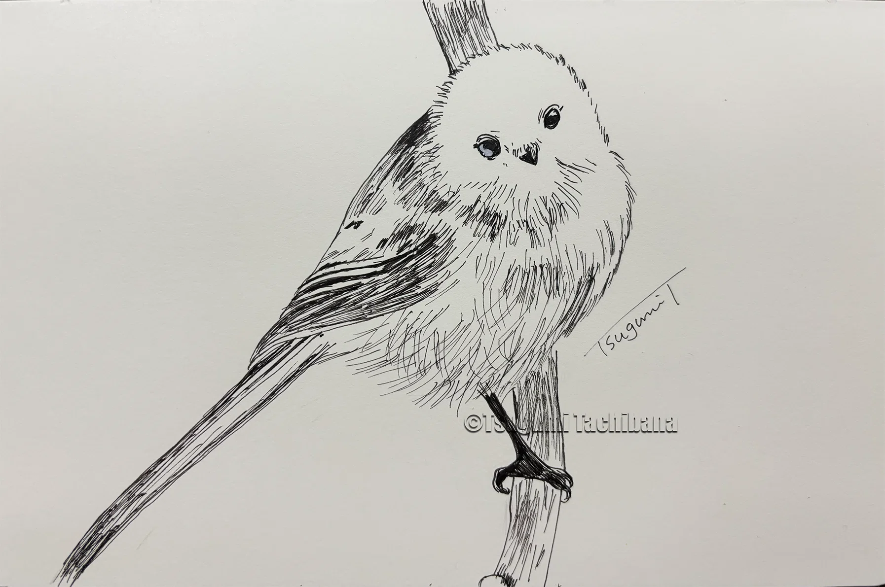 鳥の絵を載せるだけの日 29｜橘鶫TachibanaTsugumi