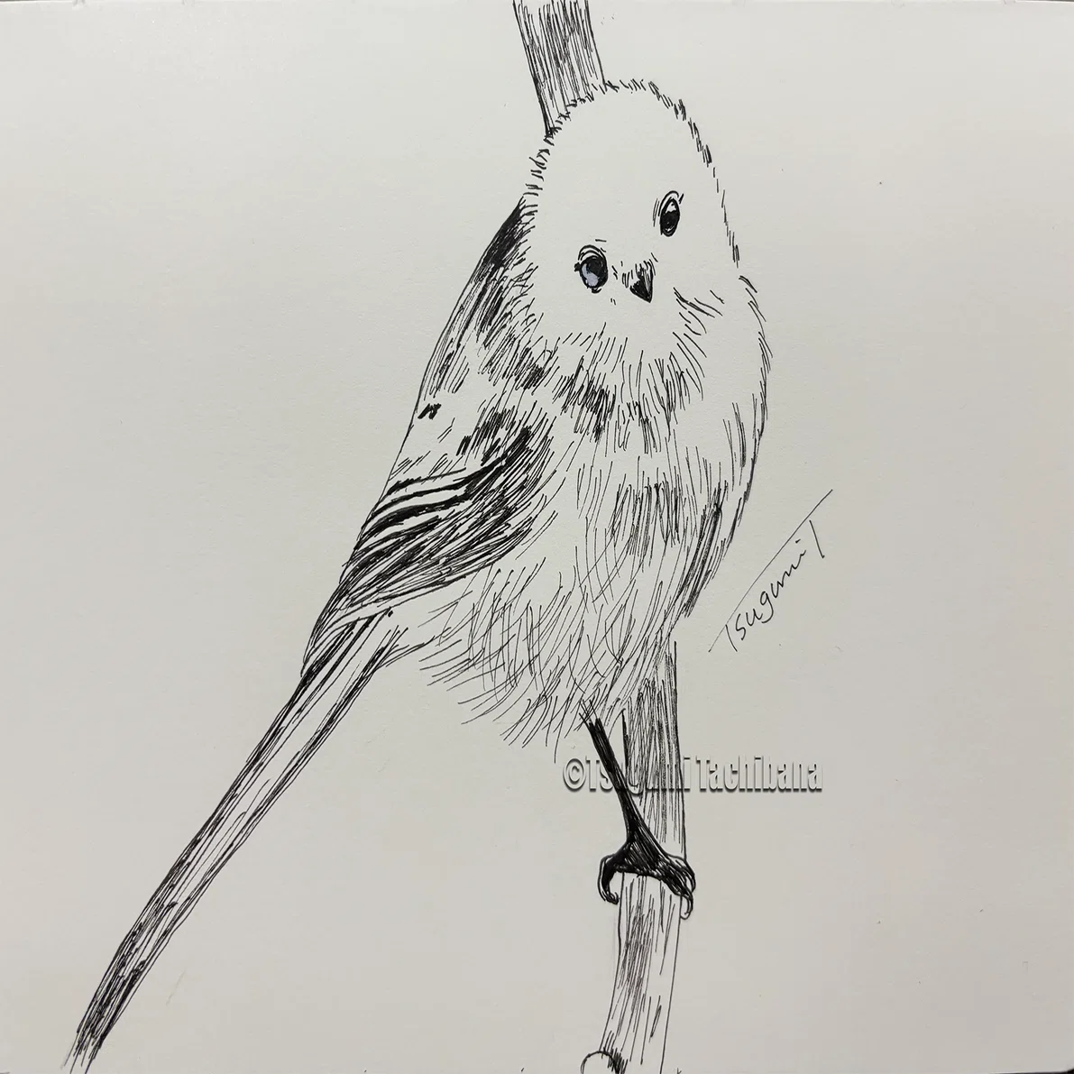 鳥の絵を載せるだけの日 29｜橘鶫TachibanaTsugumi