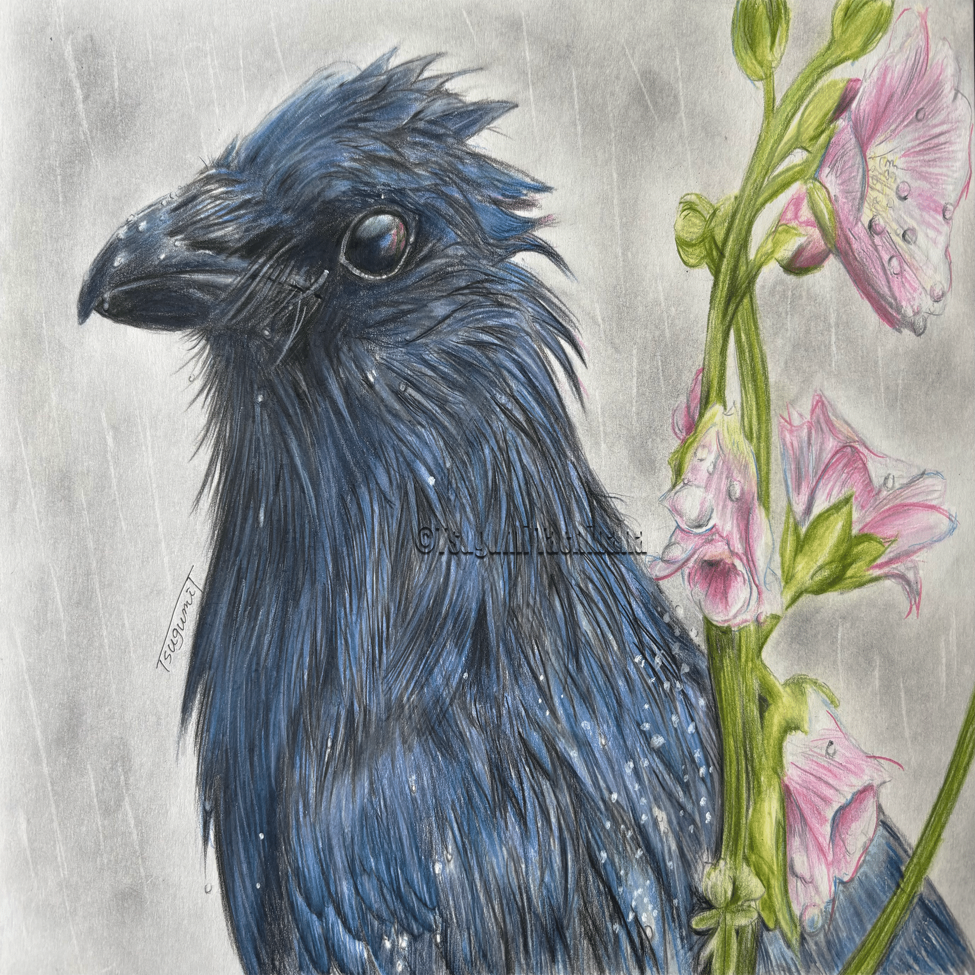 鳥の絵を載せるだけの日 29｜橘鶫TachibanaTsugumi