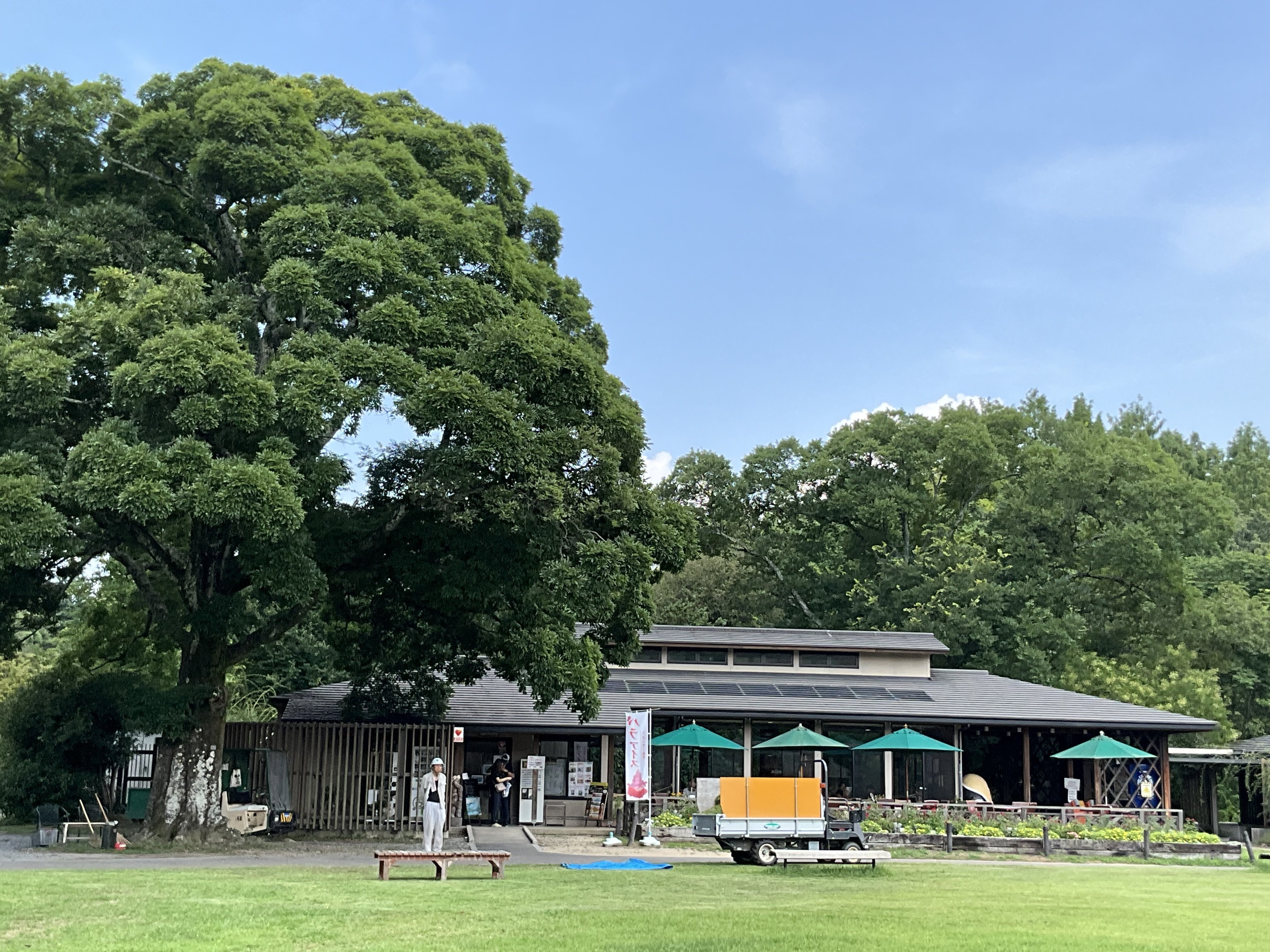 【中古】 新・宮崎の帰化植物/宮日文化情報センター/荒木徳蔵 Amazon.co.jp: 宮日文化情報センター: 本