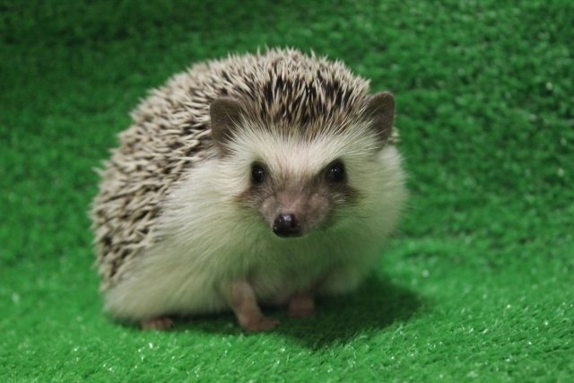 れ*う様 ヨツユビハリネズミ (Four-toed hedgehog) 剥製　1 れ*う様 ヨツユビハリネズミ (Four-toed hedgehog) 剥製 1 れ*う様