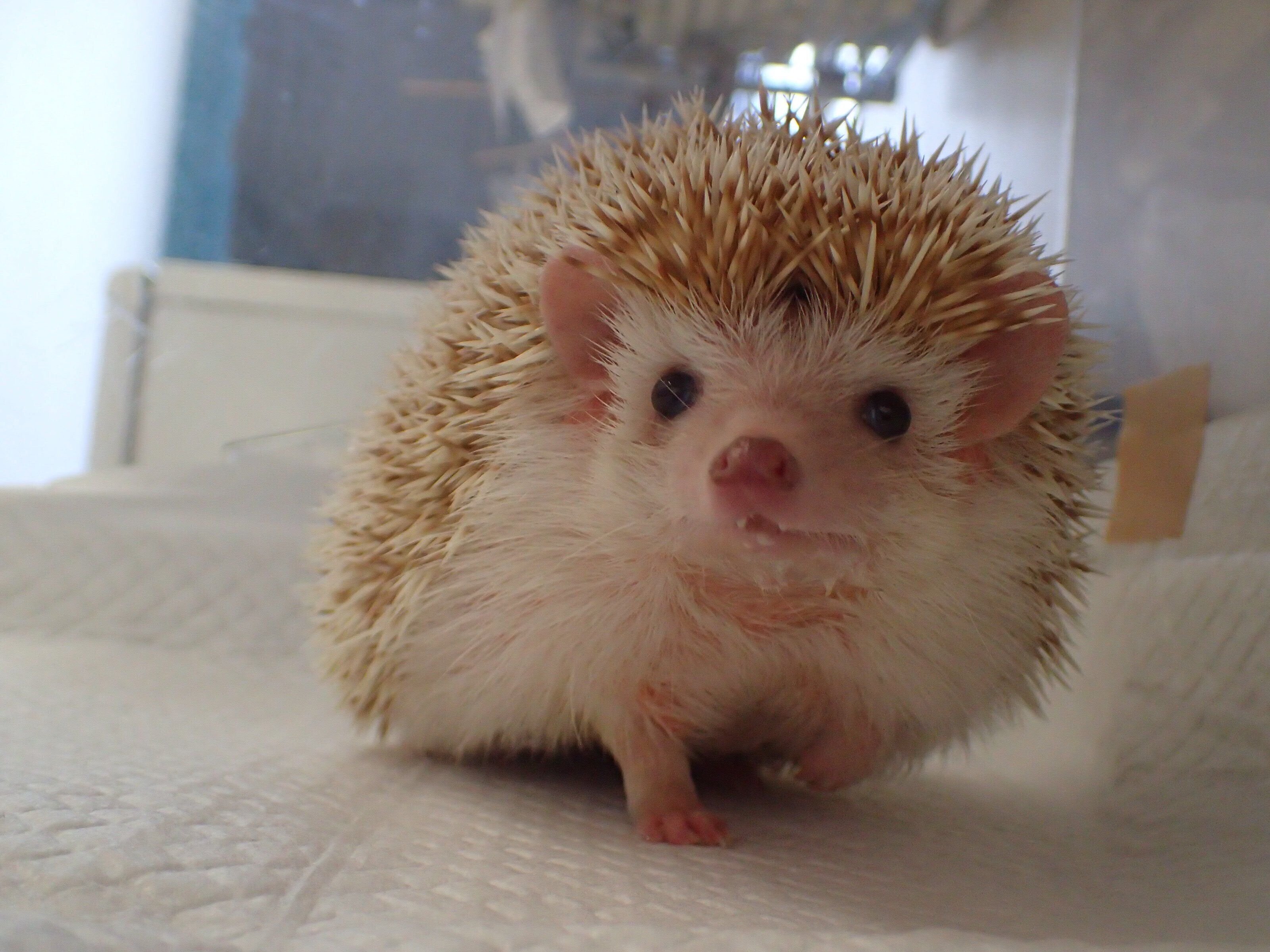 上手なヨツユビハリネズミとの付き合い方とは？｜Dr. Ito