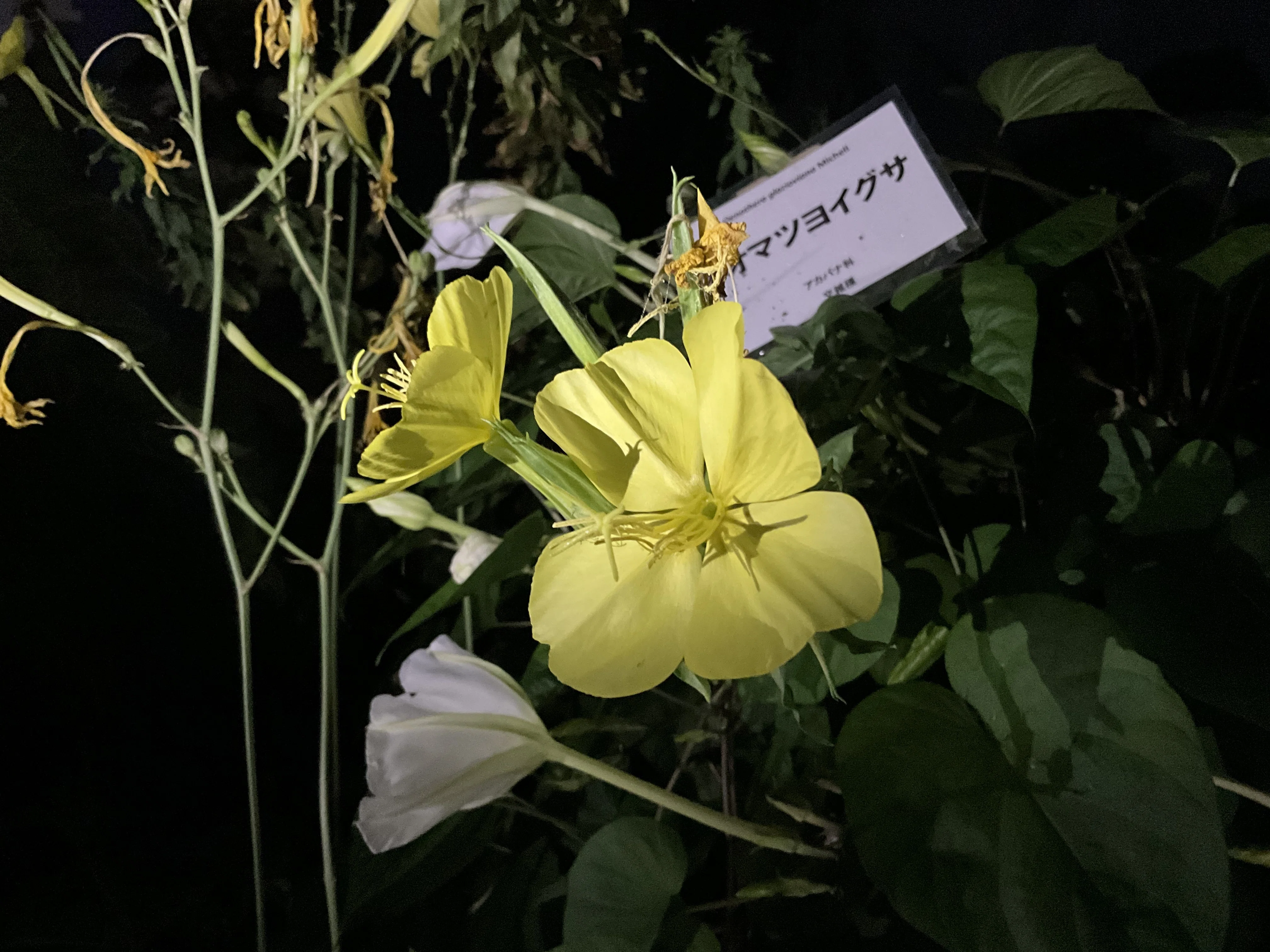 オオマツヨイグサ（京都府立植物園）：2025年11月9日（日）｜藤井秀昭