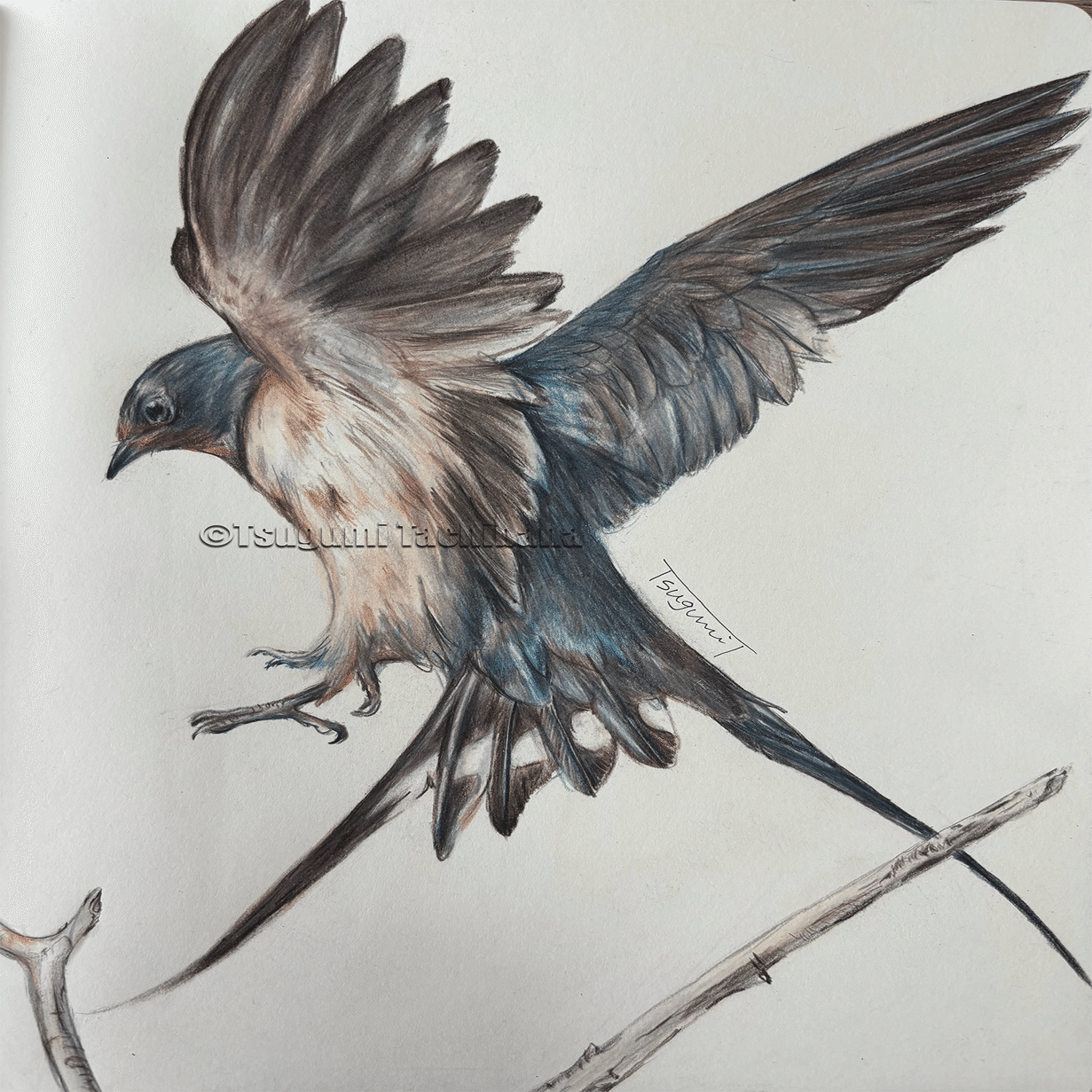 鳥の絵を載せるだけの日 29｜橘鶫TachibanaTsugumi