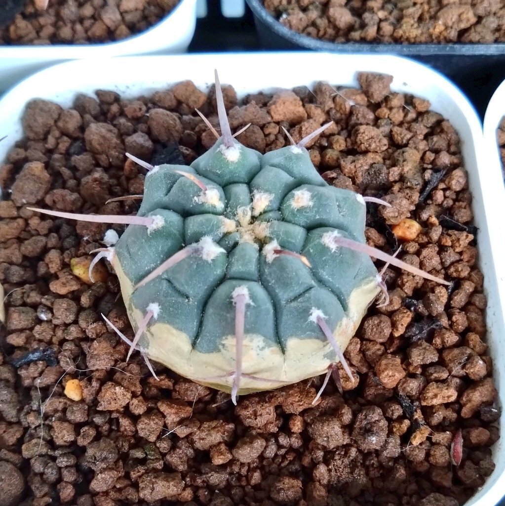 一本刺バッテリー｜文守 萌樹