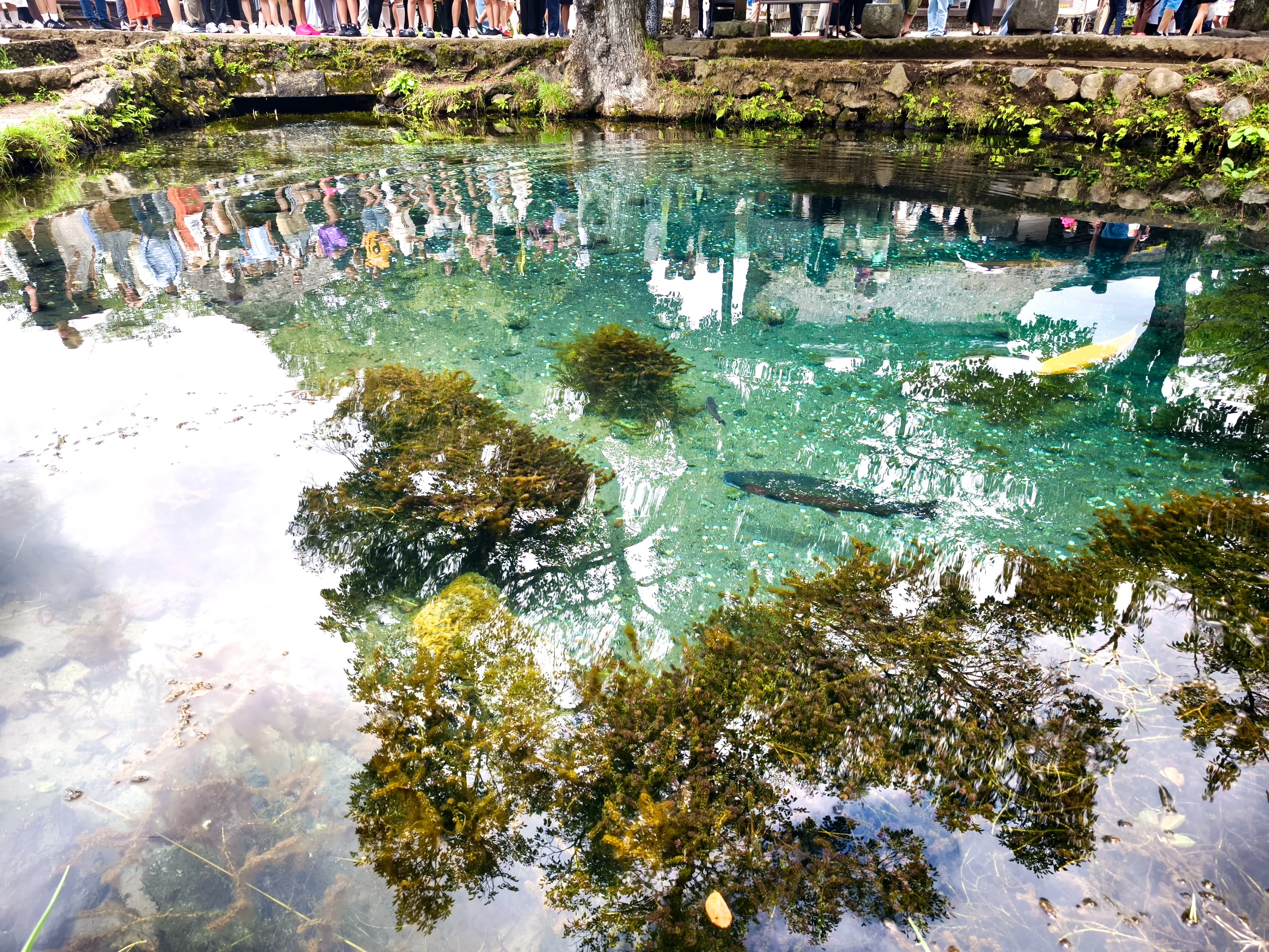 8月 山梨の旅（信玄餅工場、鳴沢氷穴、忍野八海、山中湖）｜Dia