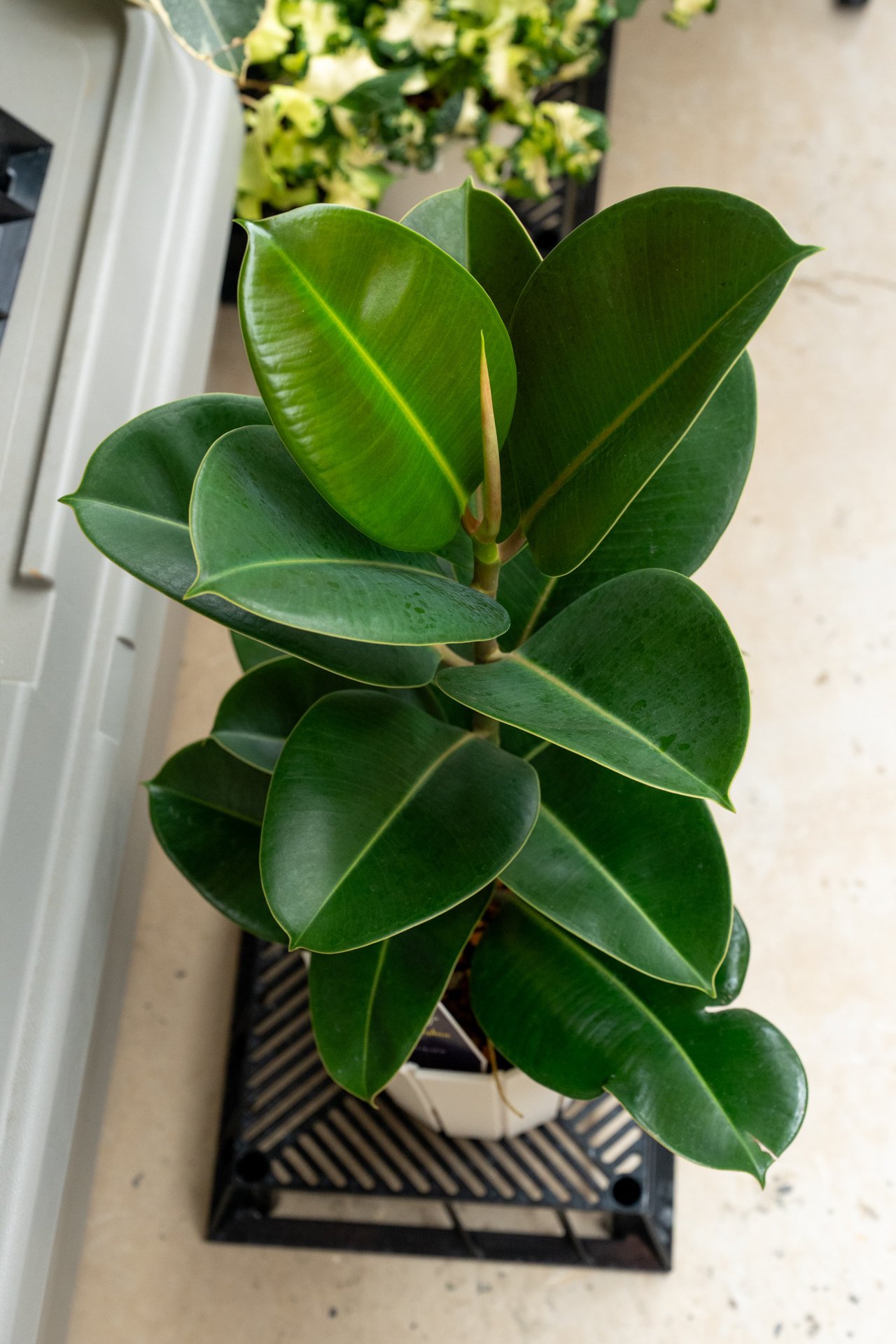 フィカス・ソフィアの成長記録｜燃えるゴミ