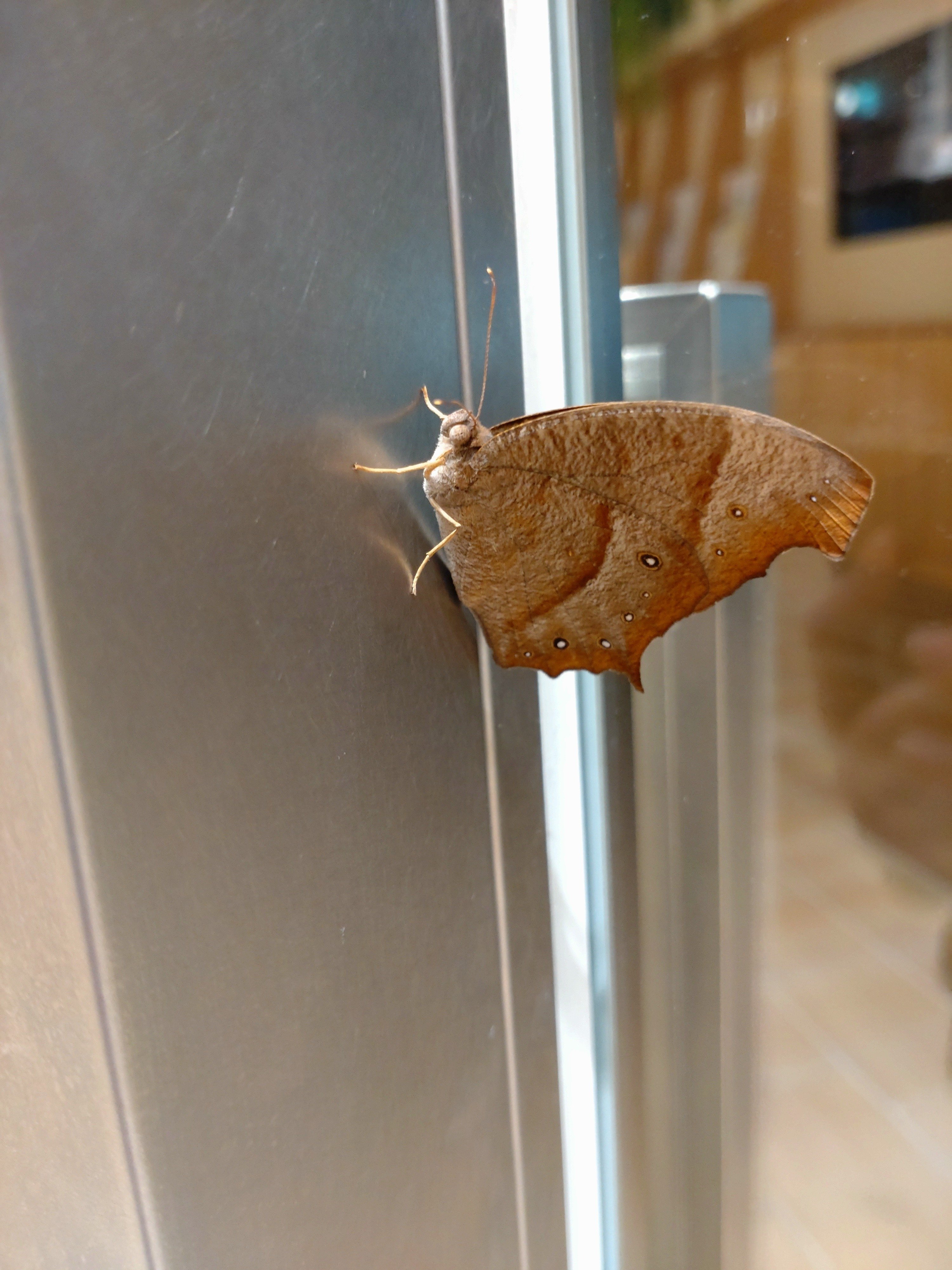 支所ビルに蝶｜つくし味噌