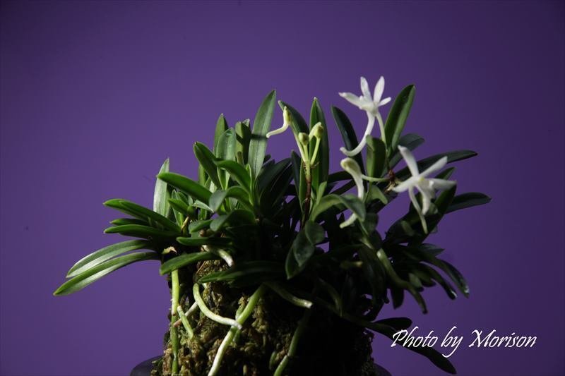 富貴蘭「山翠」お花｜KJ Morison