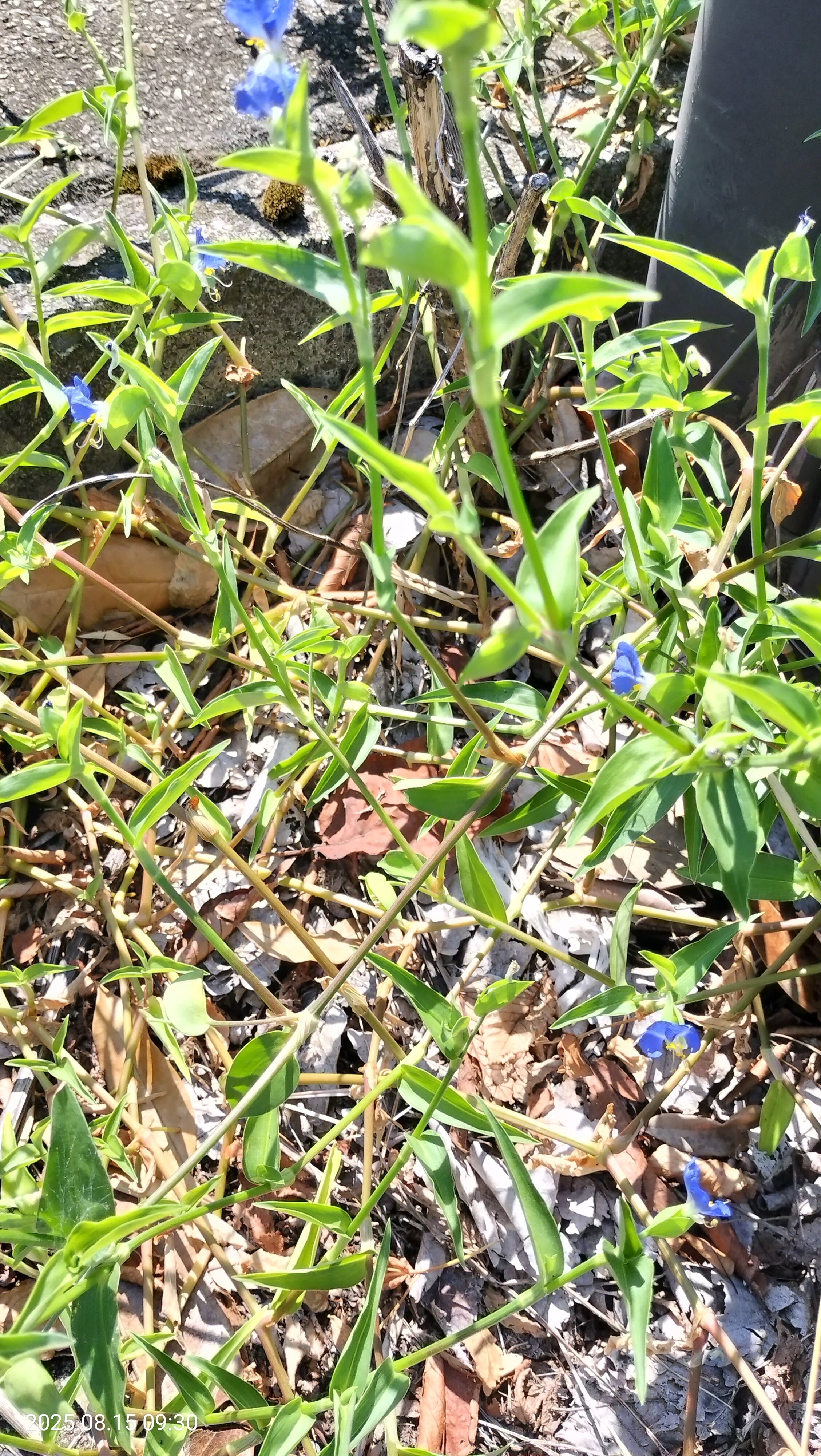 13雑草 ⇒ いいね ! 👍️ ヤブガラシ 、ツユクサ｜katashito