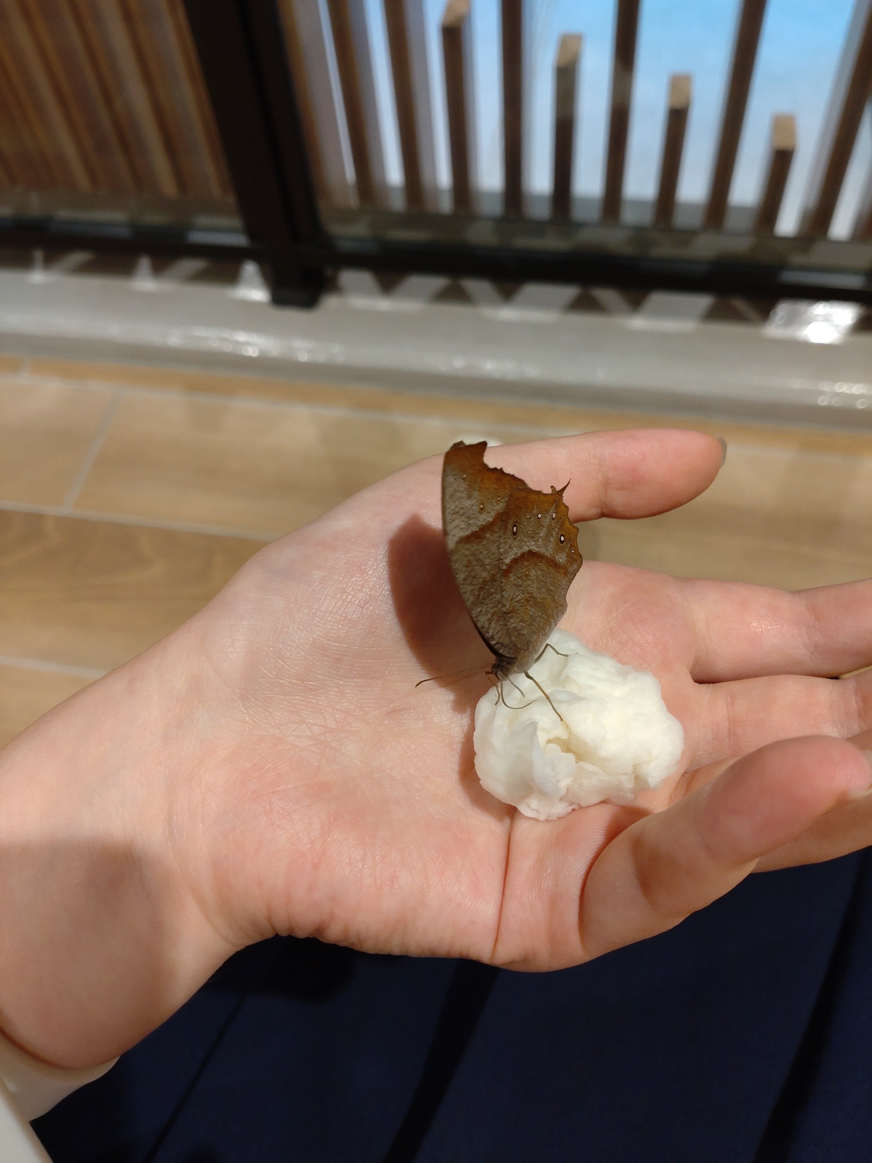 支所ビルに蝶｜つくし味噌