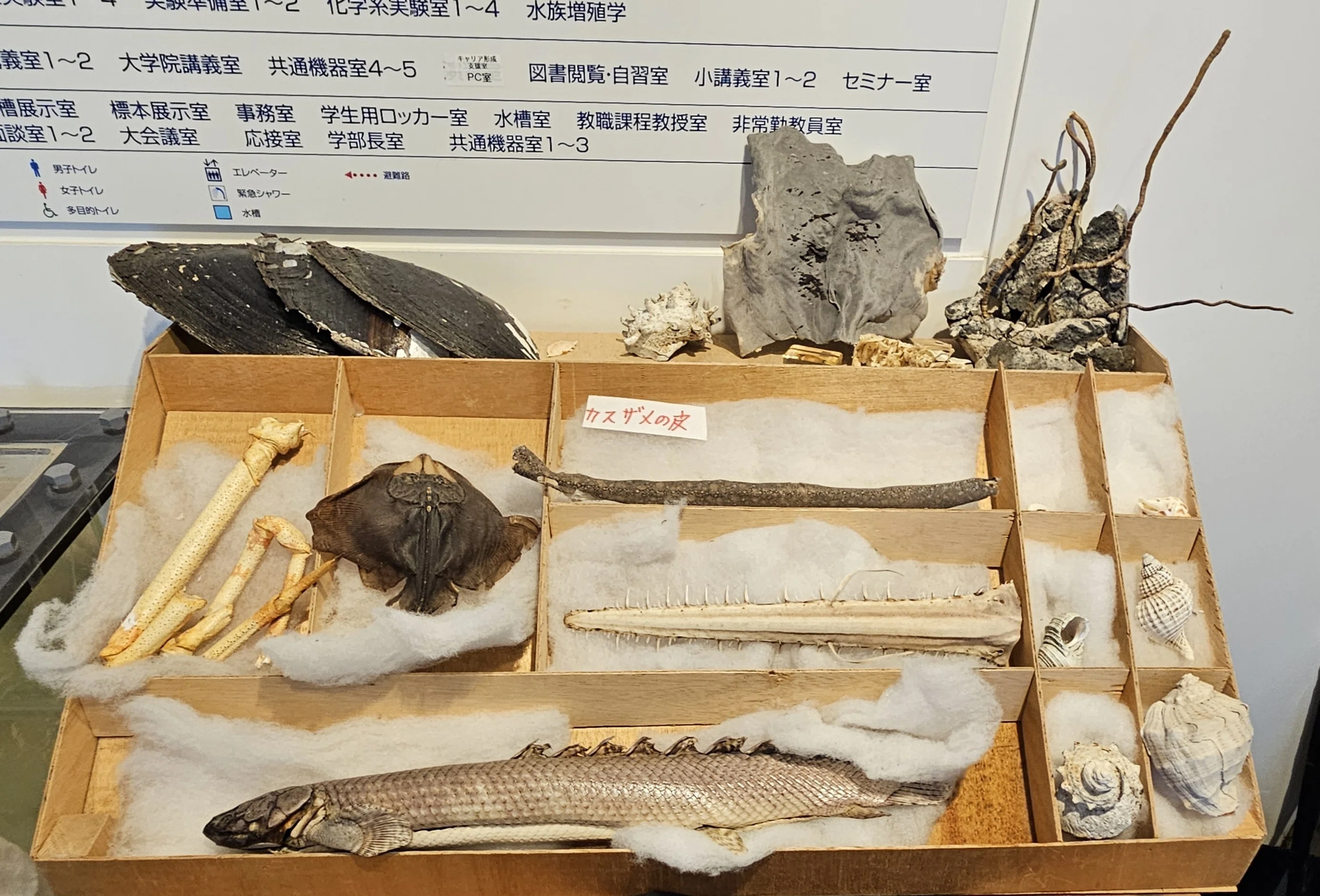 生物　閲覧用 生物 閲覧用 【公式通販】