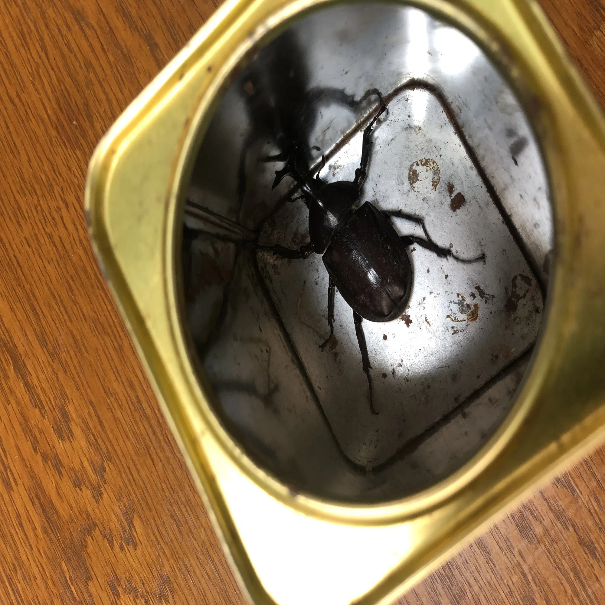カブトムシが脱走しちゃった！ あ、こんなところに・・・｜もるのすけ 