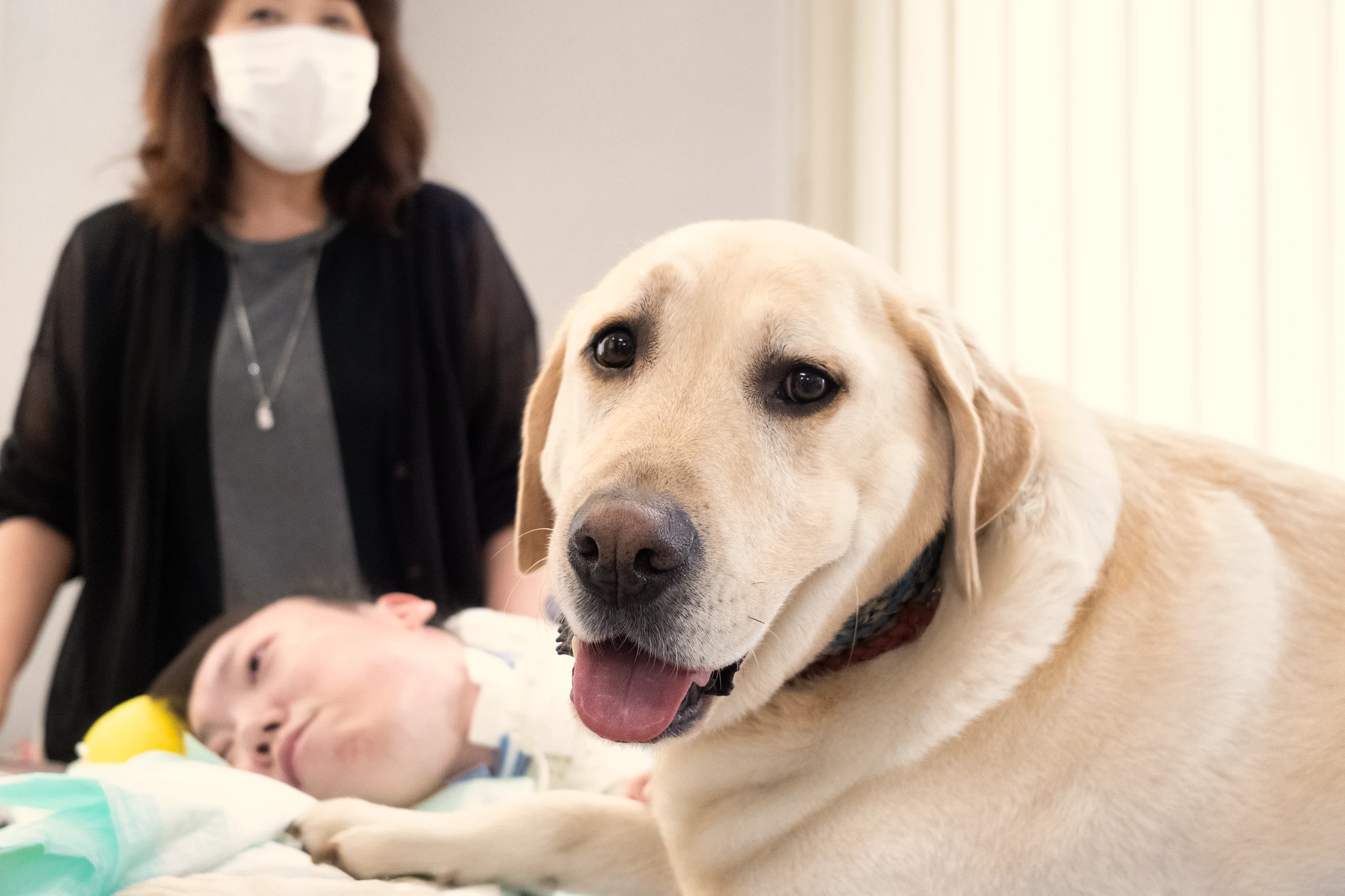 🐶🌿 アニマルセラピーに関するお仕事のご依頼について 🌿🐶｜🐶 犬
