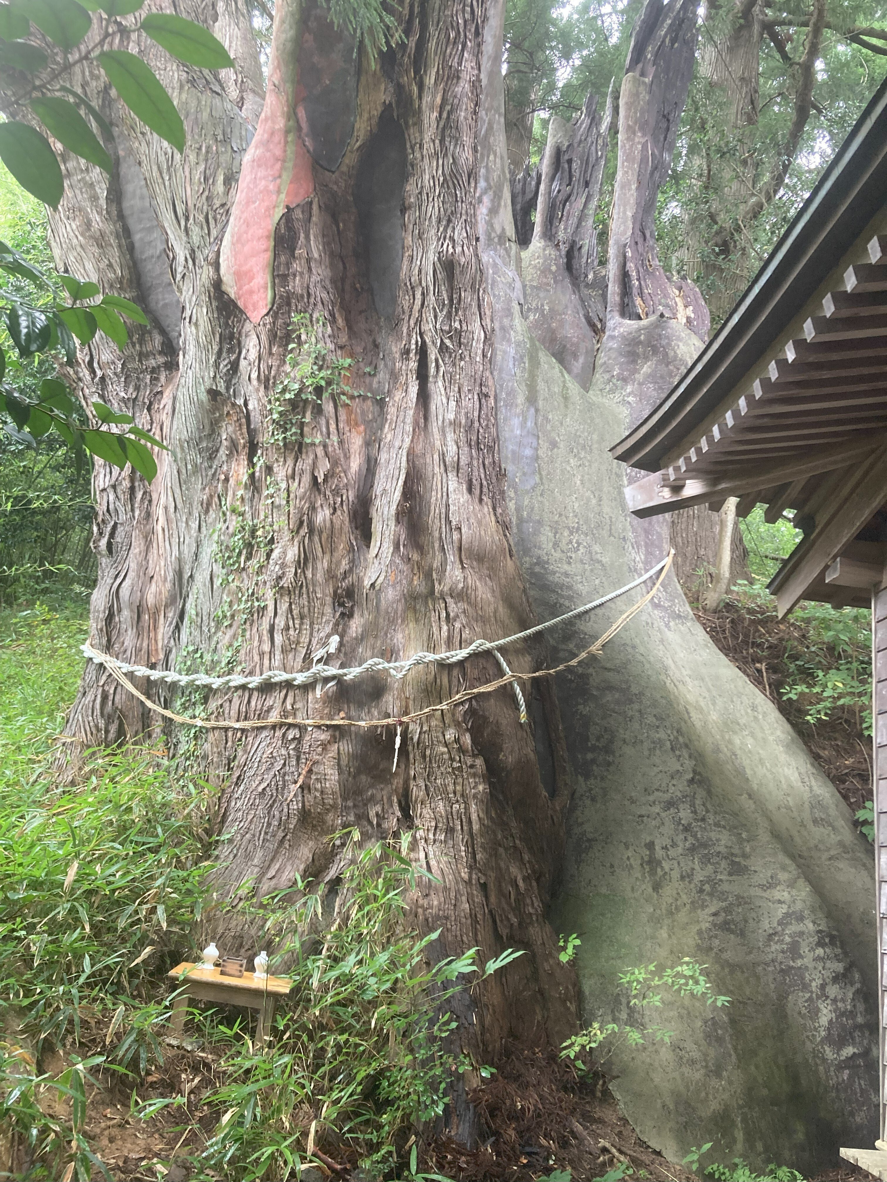 樹木医備忘録＊⑤三陸で見つけた逞しい樹木｜もちほ