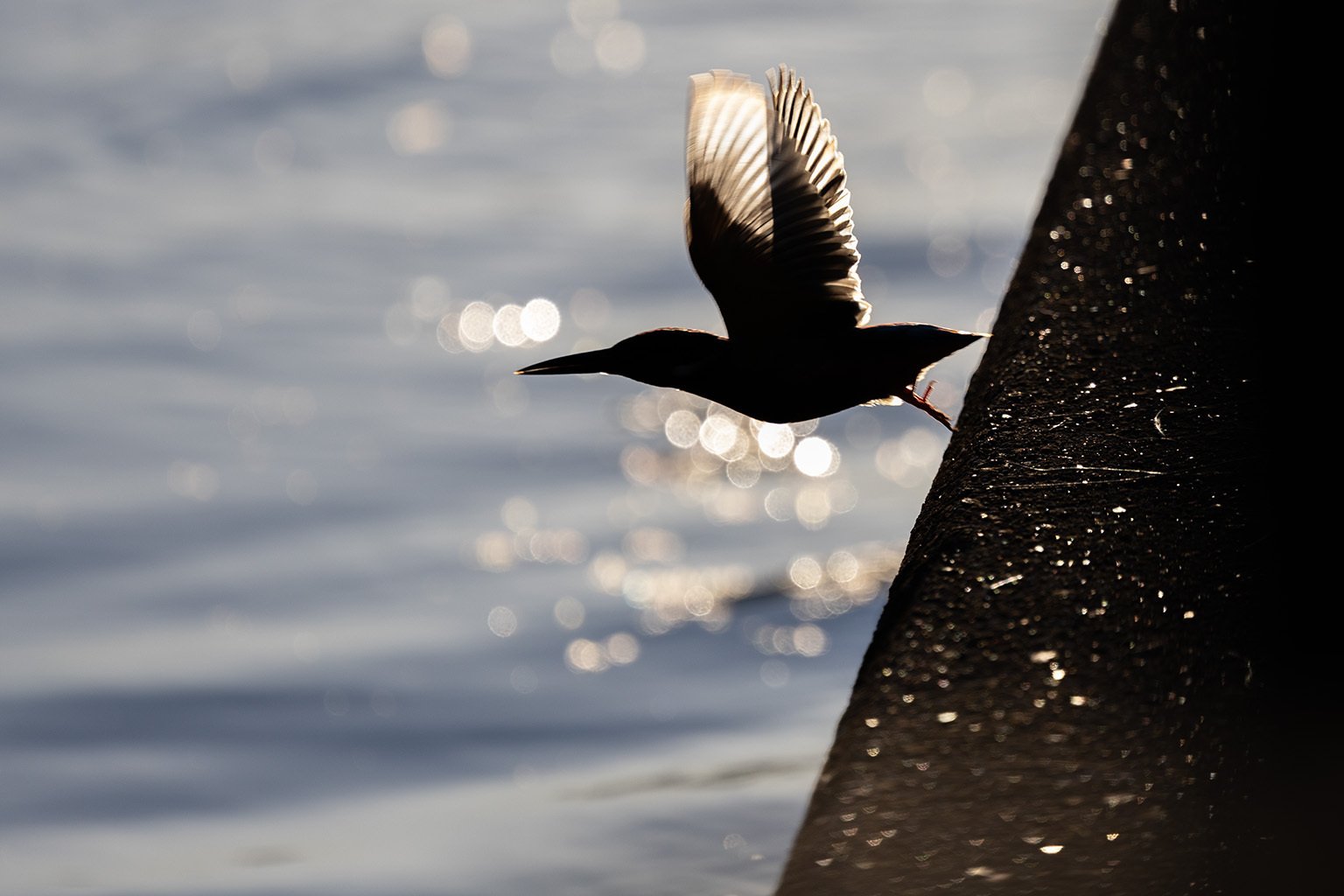 v051, カワセミ｜ひろやん