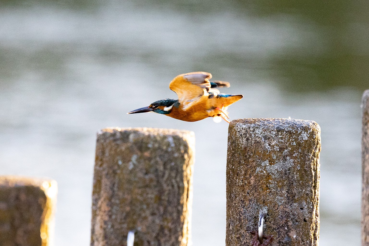 カワヒロ 天然物のカラーは 全部違うヤレしてくれるし 純正カラーでも