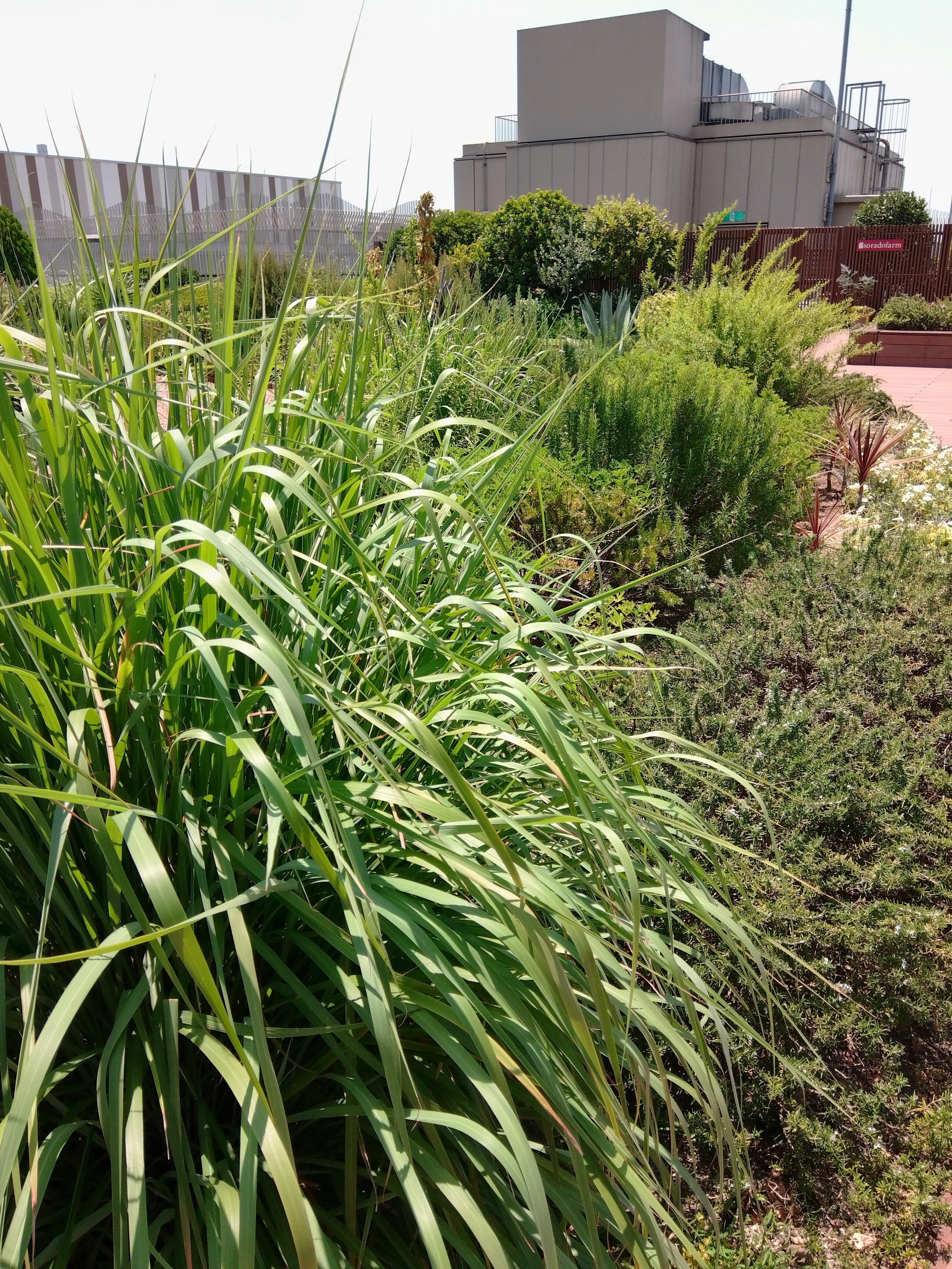 思い立ったらふらっと立ち寄れる屋上庭園、ebisu green garden