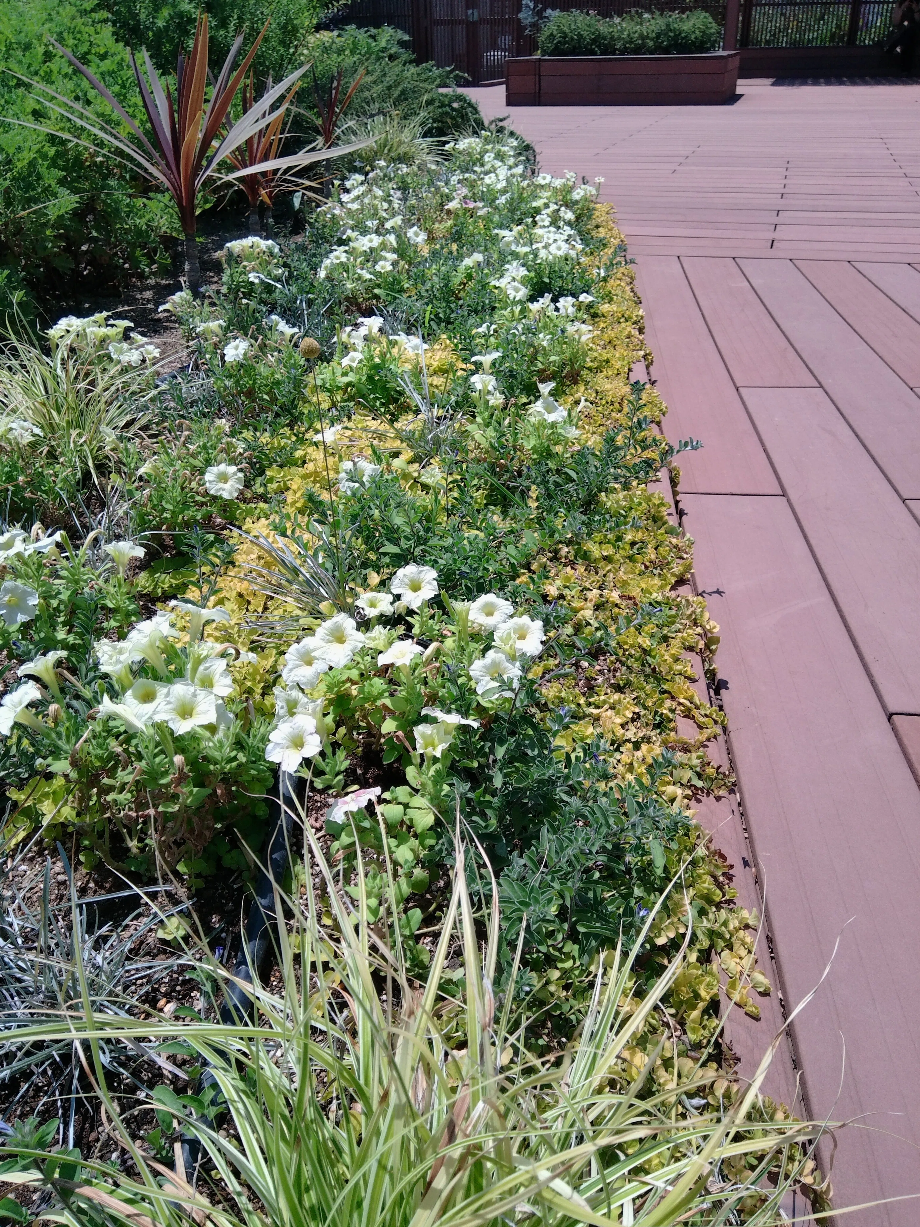 思い立ったらふらっと立ち寄れる屋上庭園、ebisu green garden