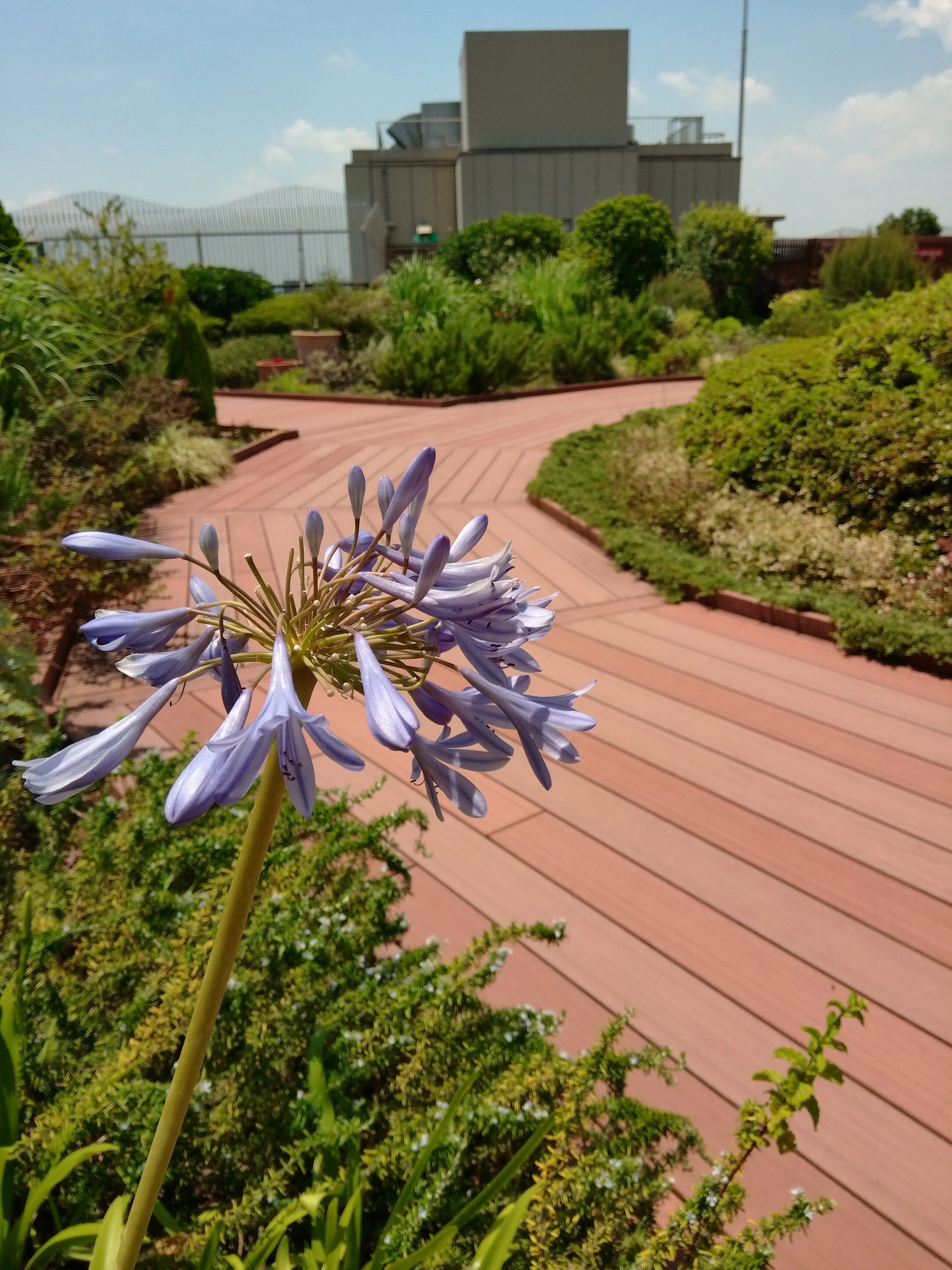 思い立ったらふらっと立ち寄れる屋上庭園、ebisu green garden